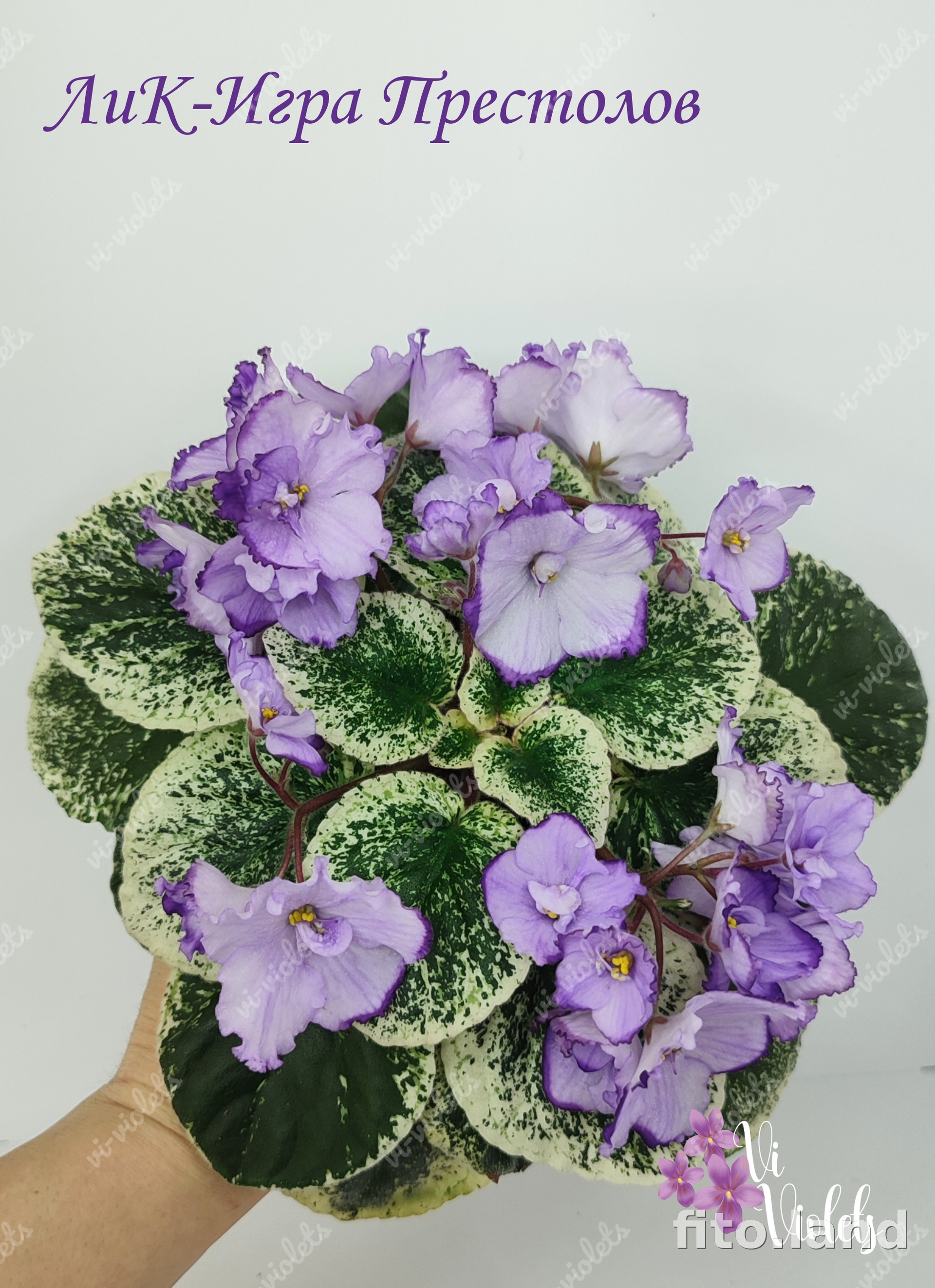 Фиалка ЛиК-Игра Престолов, фото