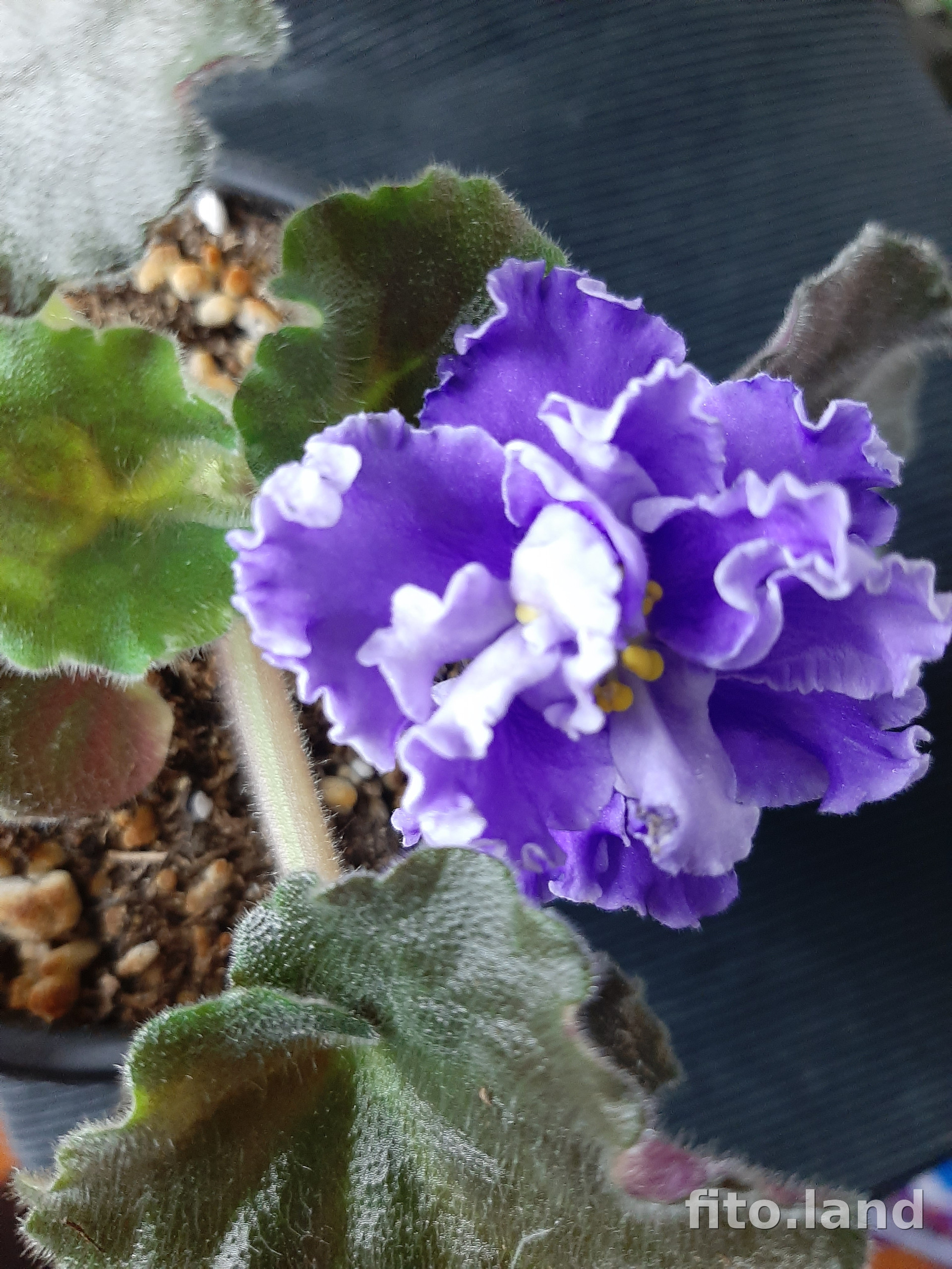 Фиалка ЛиК-Шелест Волн, фото