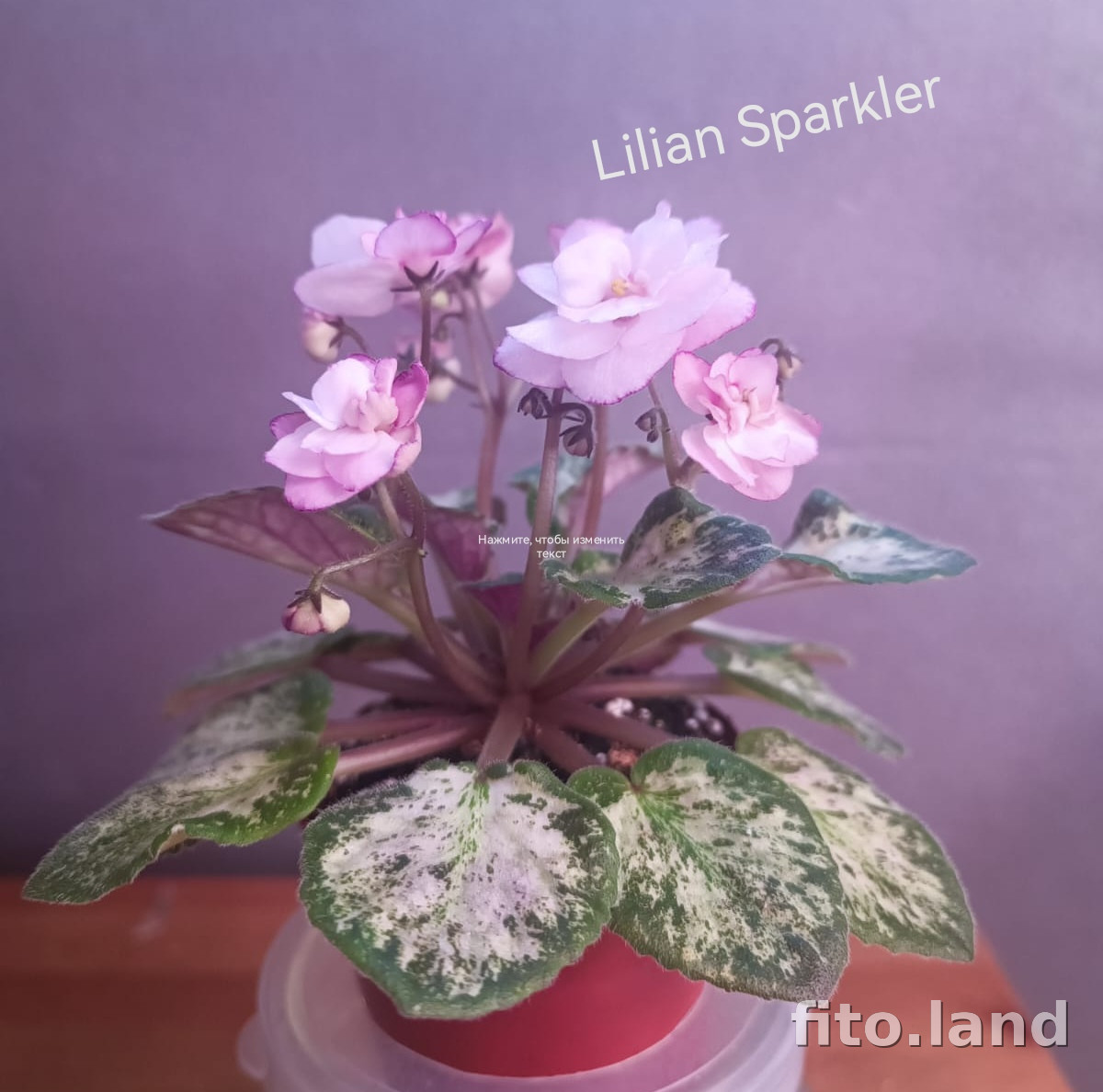 Фиалка Lilian Sparkler, фото