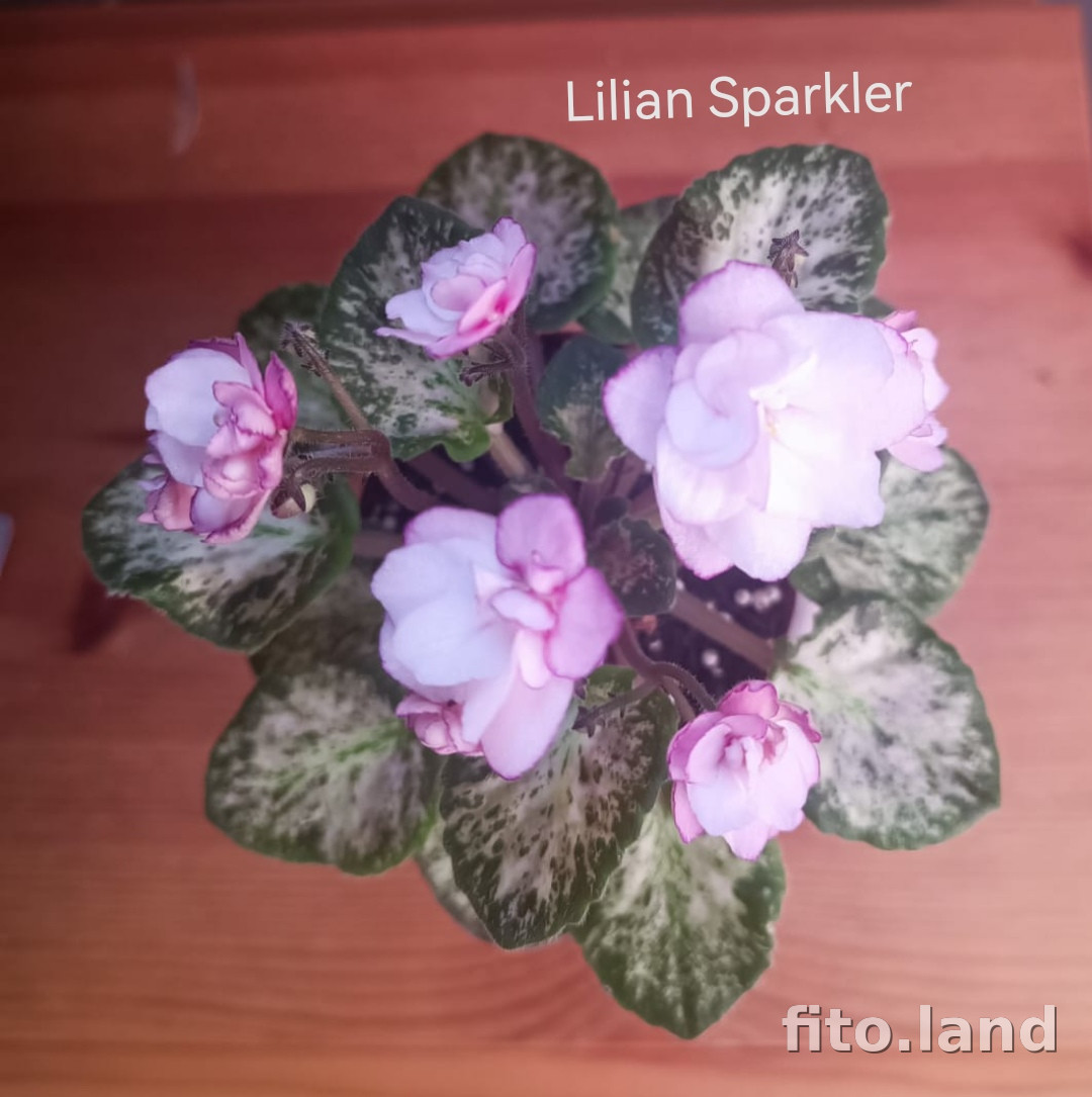 Фиалка Lilian Sparkler, фото