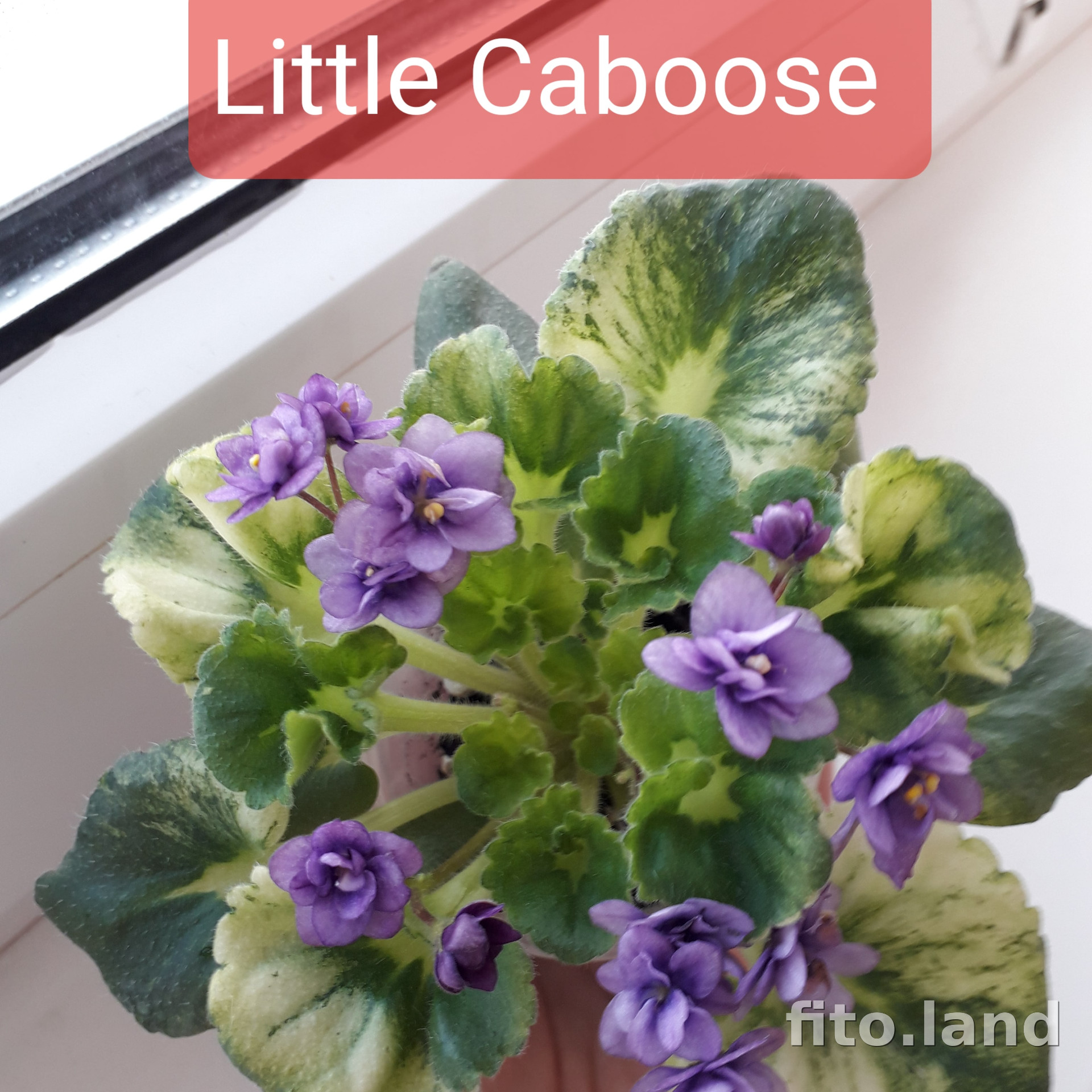 Фиалка Little Caboose, фото