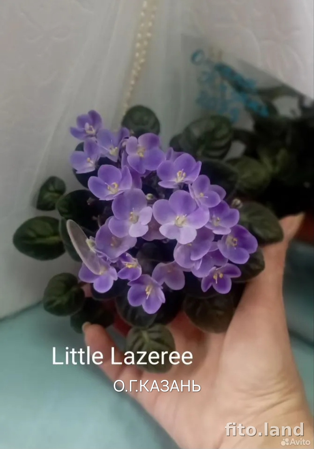 Фиалка Little Lazaree, фото
