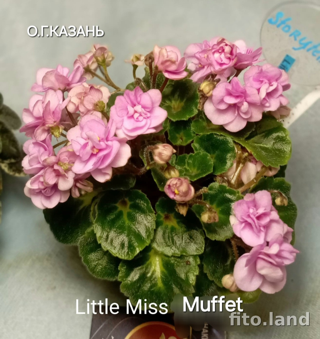 Фиалка Little Miss Muffet, фото