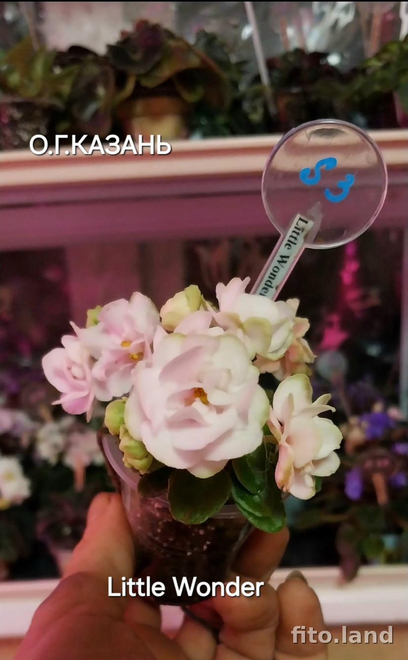 Фиалка Little Wonder, фото