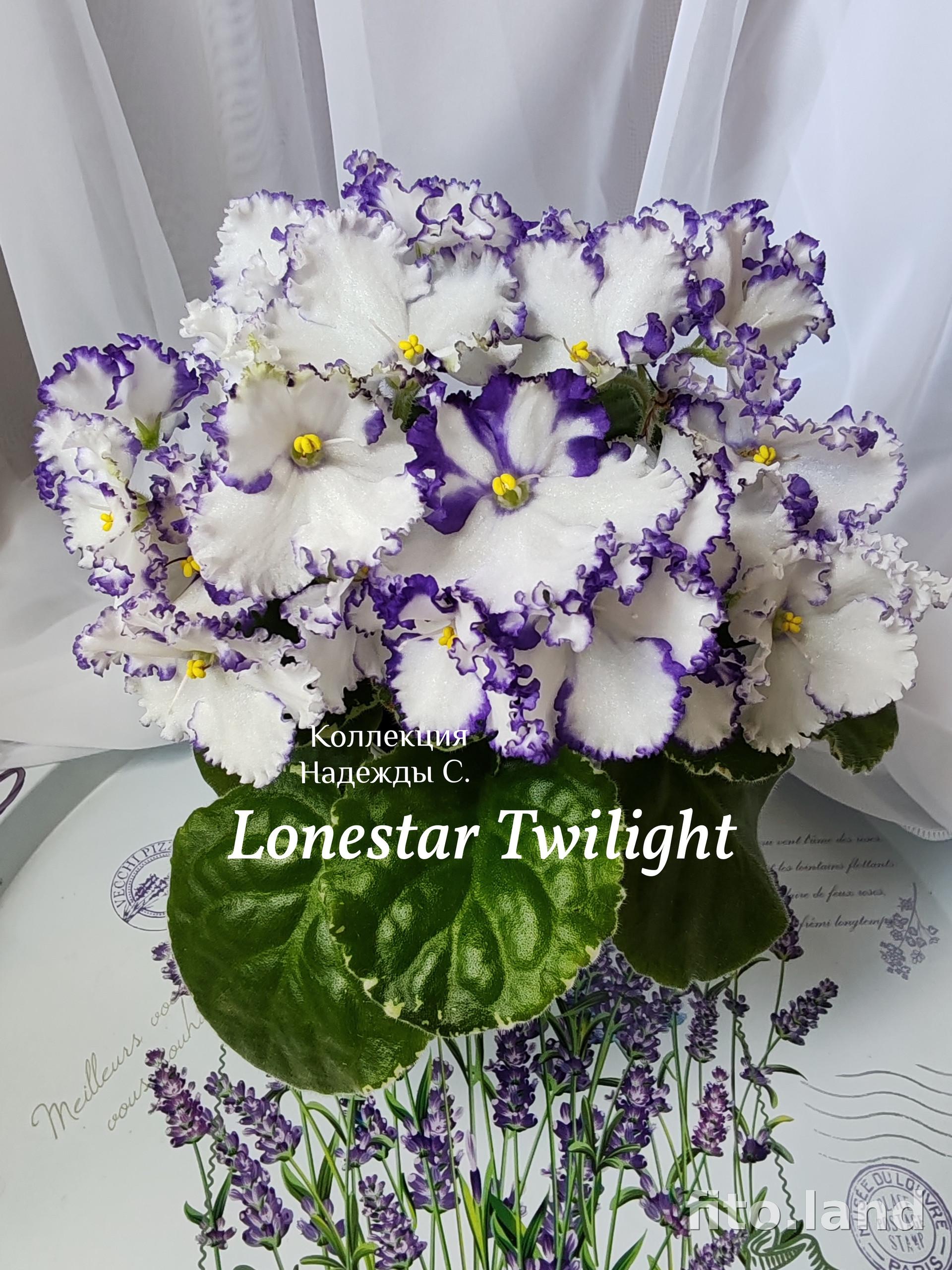 Фиалка Lonestar Twilight, фото