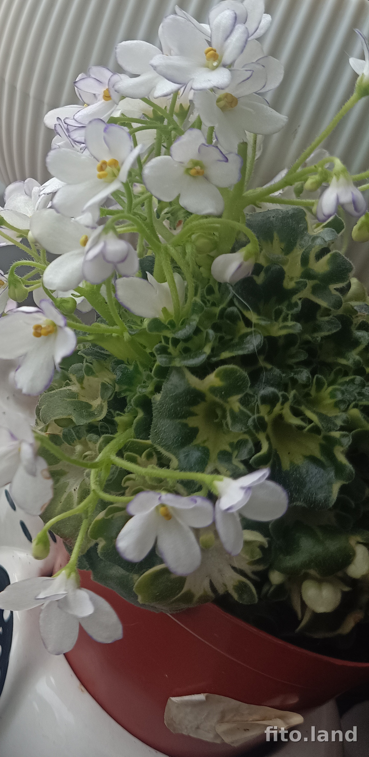 Фиалка Lullaby, фото