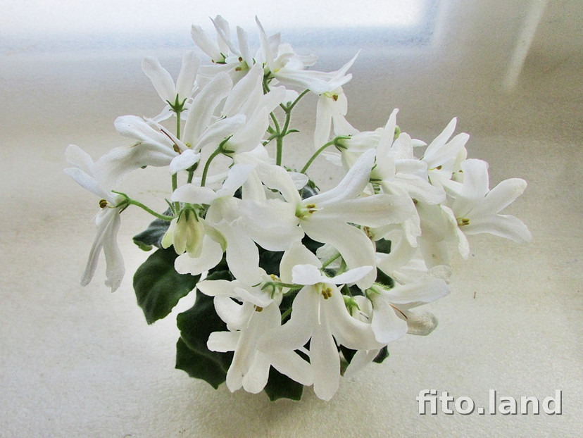 Фиалка Lunar Lily White, фото