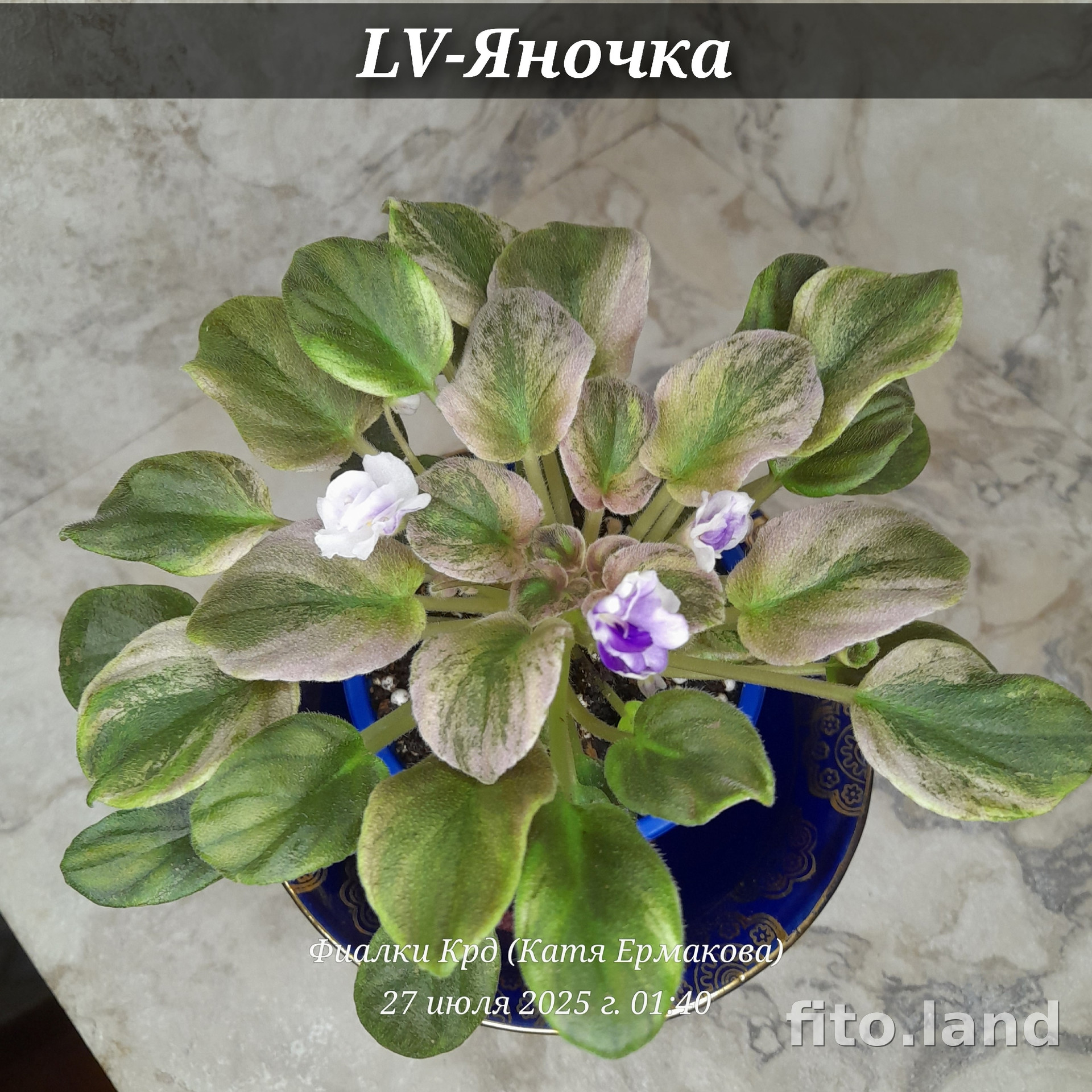 Фиалка LV-Яночка, фото