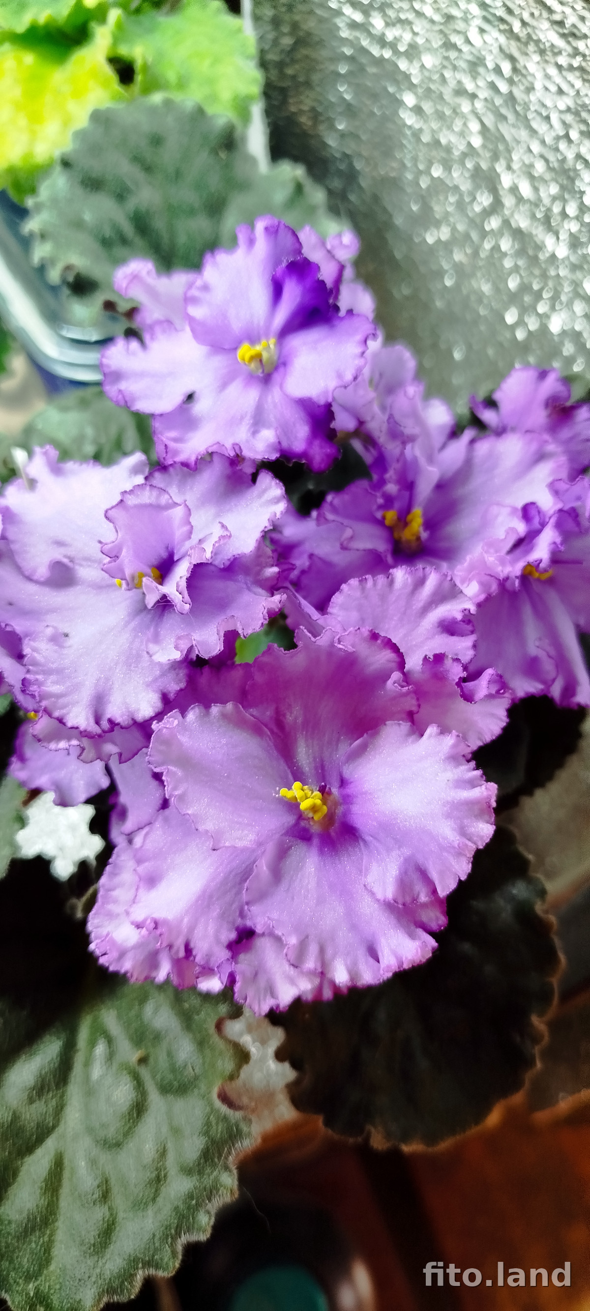 Violet Любимая Дочка, photo