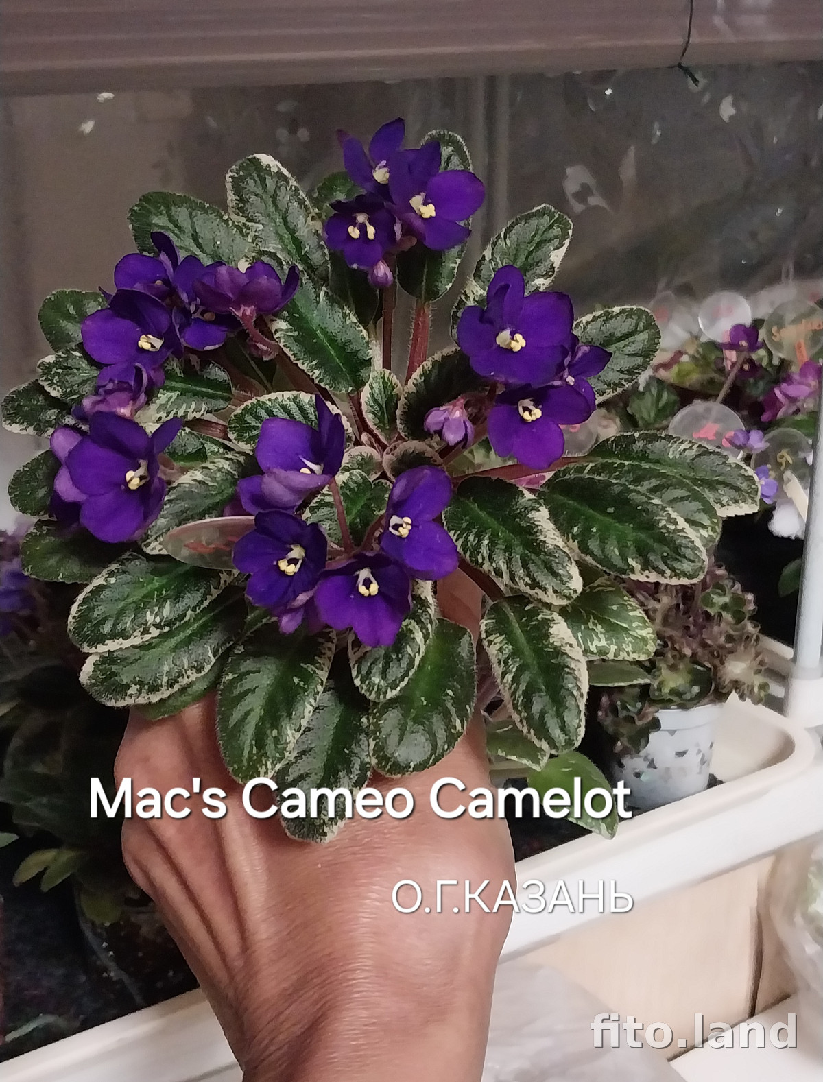 Фиалка Mac's Cameo Camelot sport, фото