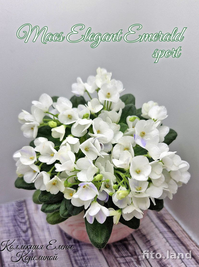 Фиалка Mac's Elegant Emerald, фото