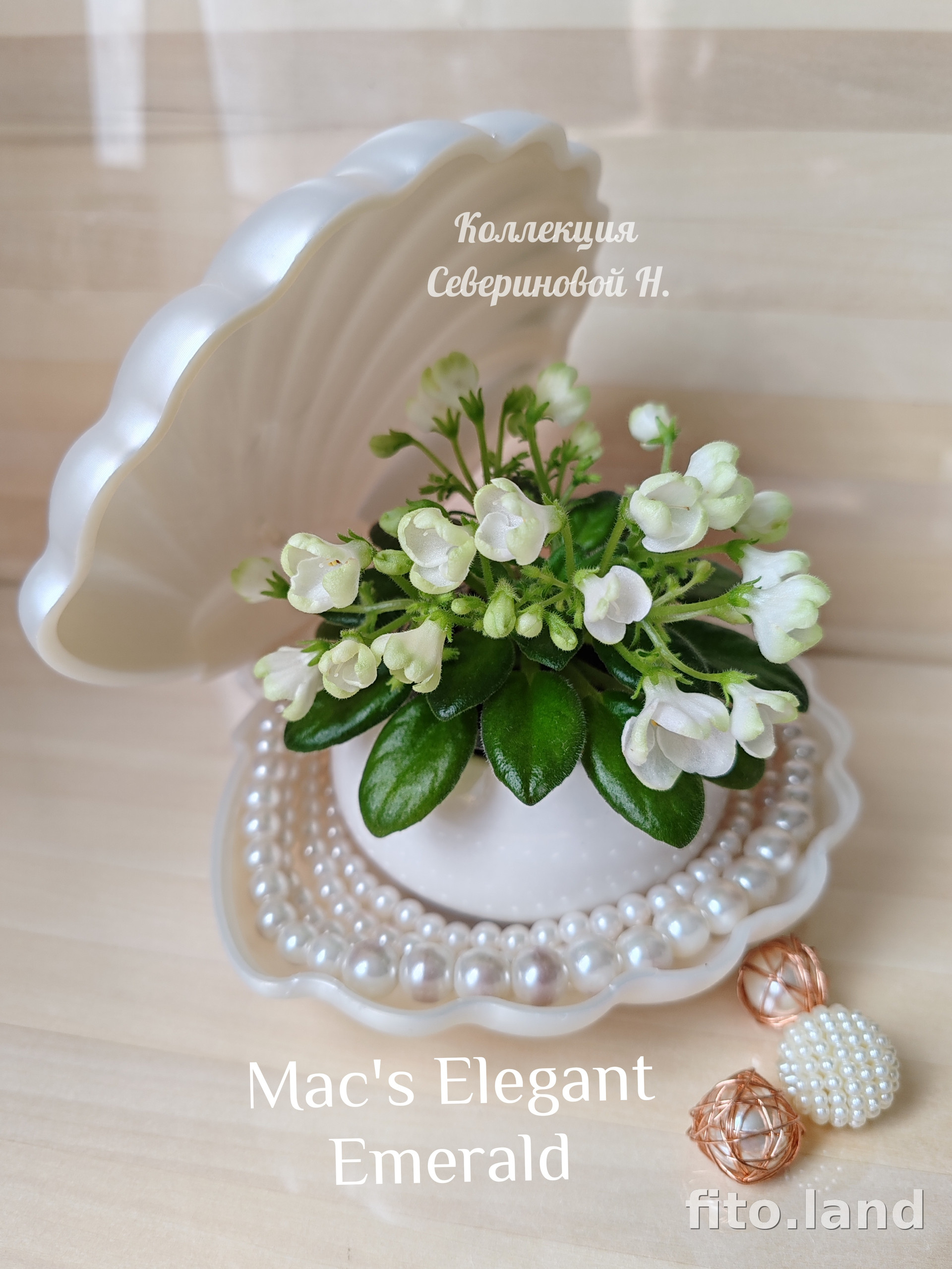 Фиалка Mac's Elegant Emerald, фото