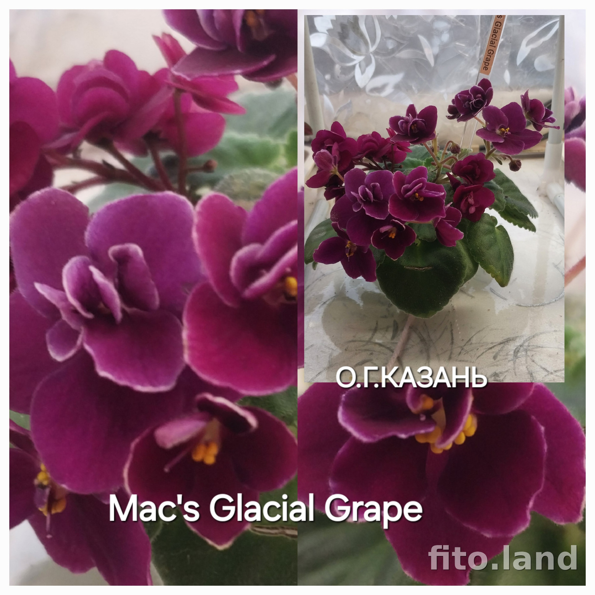 Фиалка Mac's Glacial Grape, фото