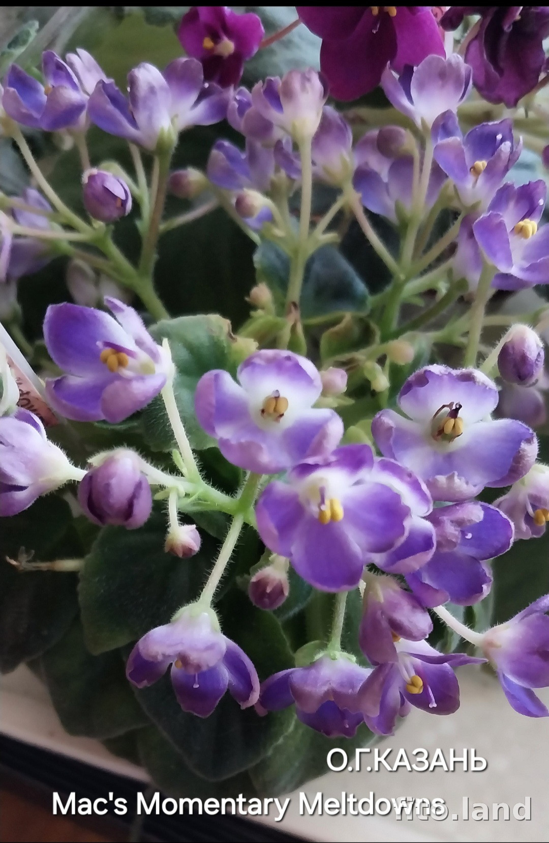 Фиалка Mac's Momentary Meltdown, фото