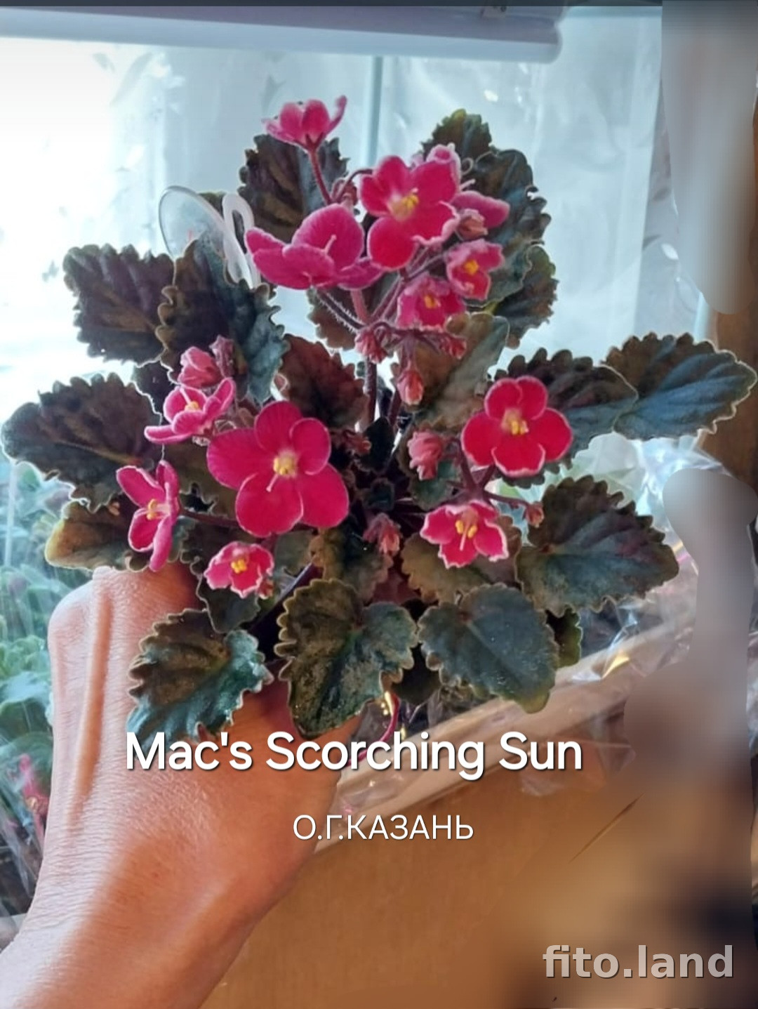 Violet Mac's Scorching Sun, photo