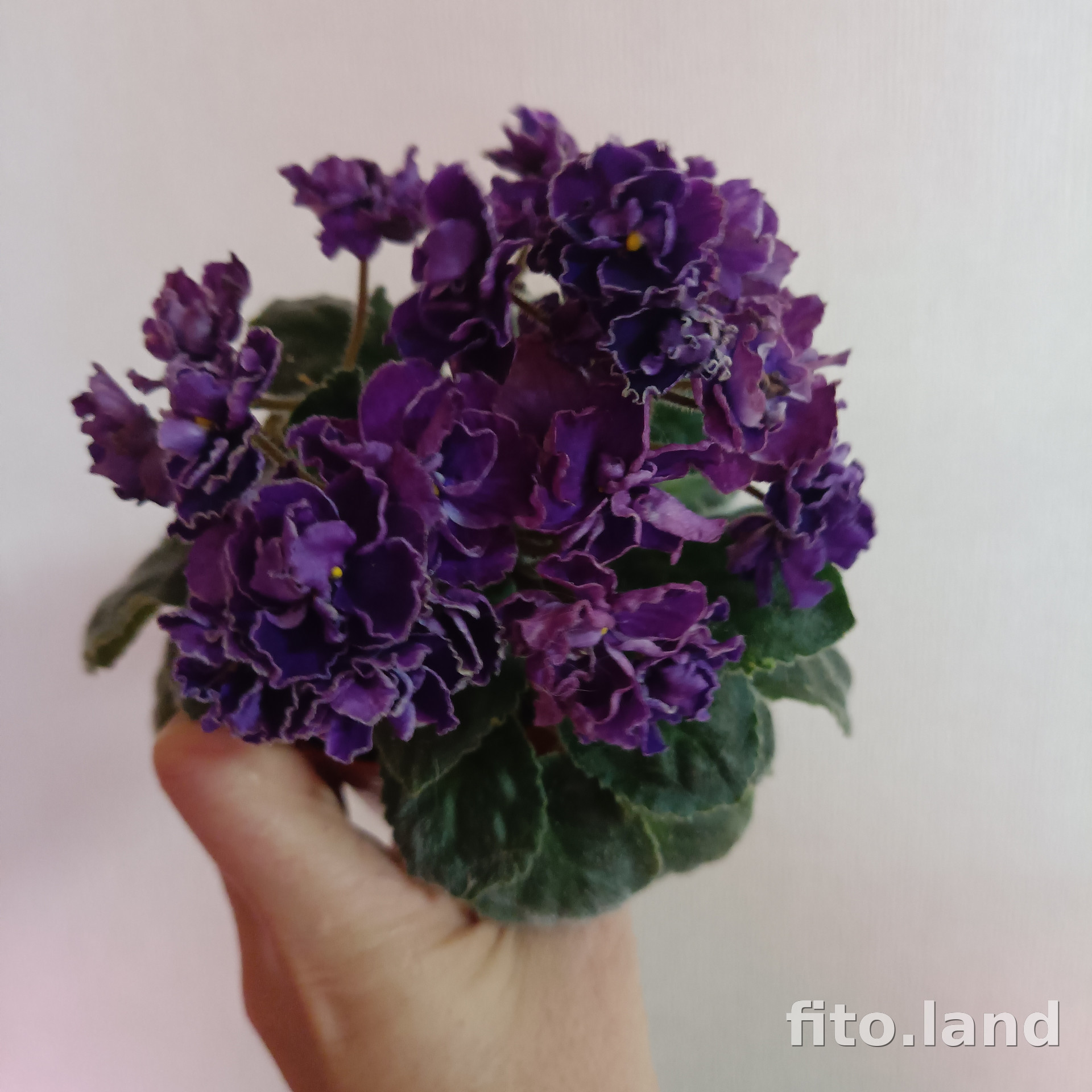 Фиалка Mac's Shining Shadow, фото