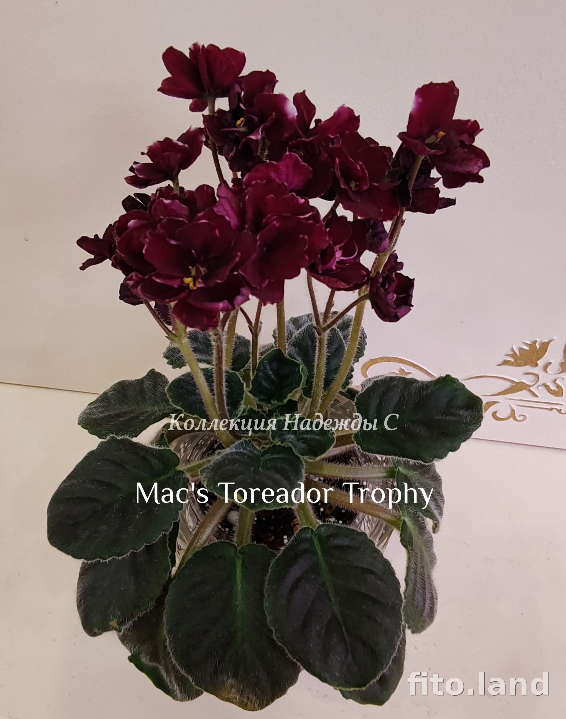 Фиалка Mac's Toreador Trophy, фото
