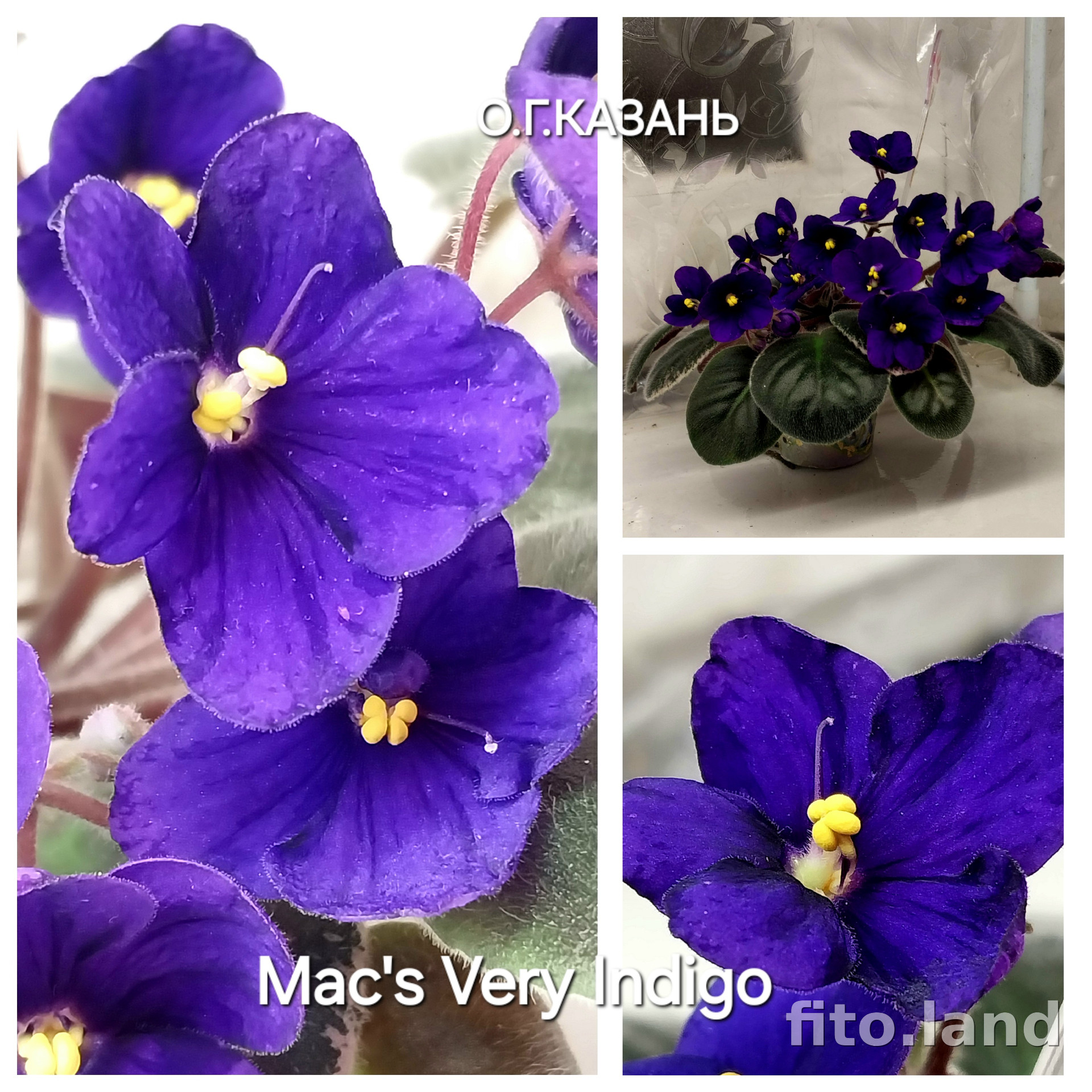 Фиалка Mac's Very Indigo, фото