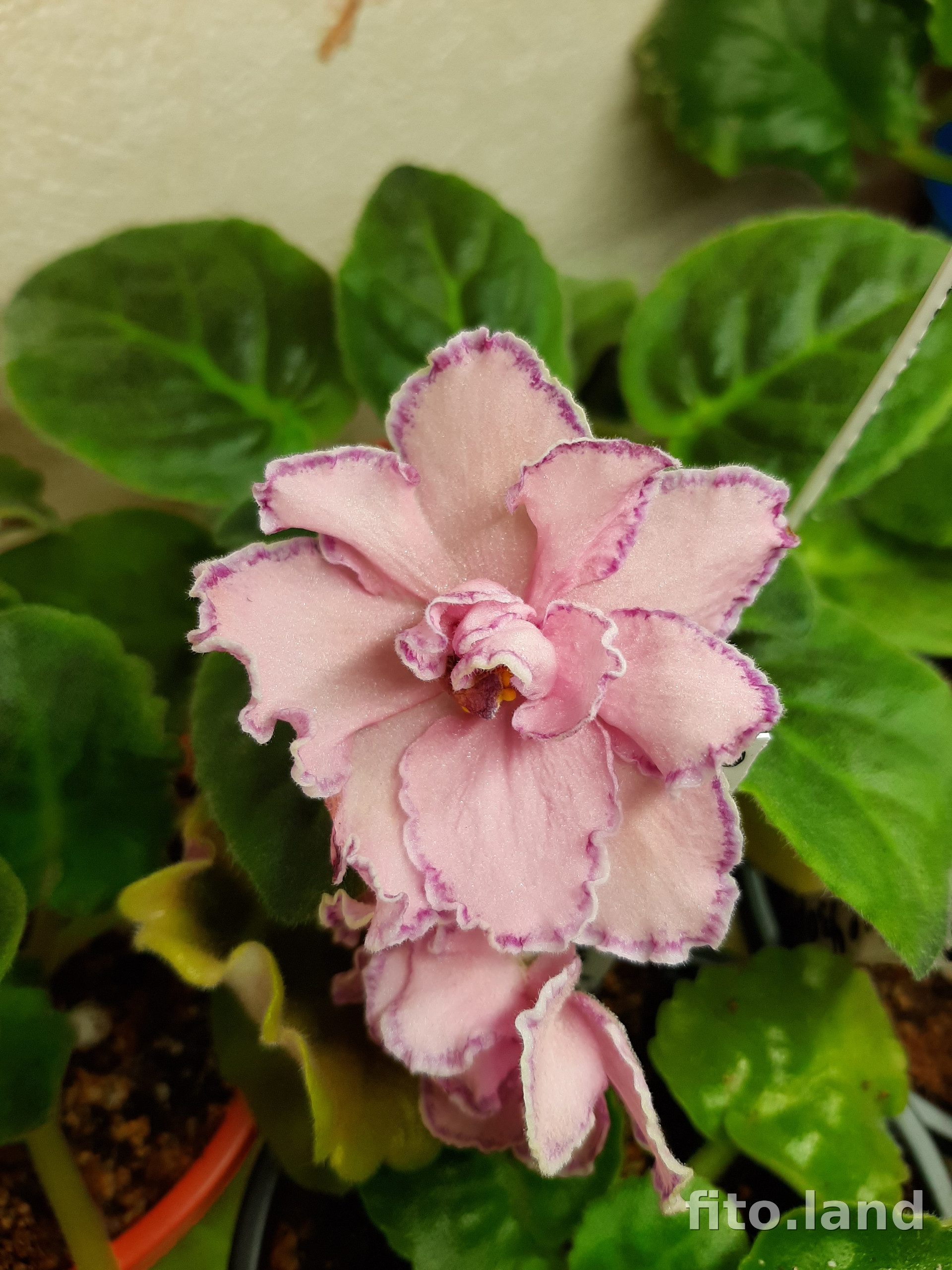 Фиалка Малиновое суфле, фото