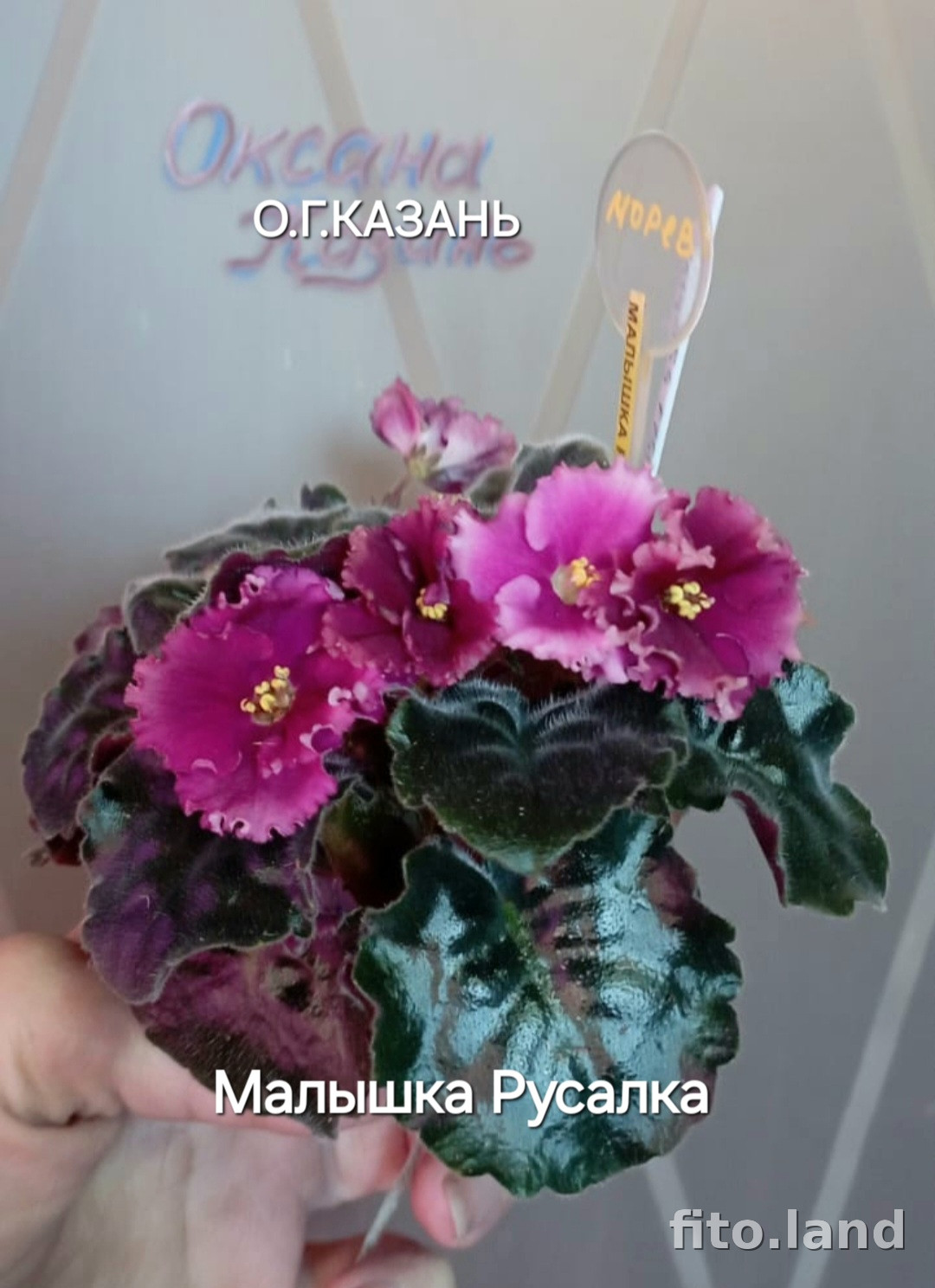 Фиалка Малышка-Русалка, фото