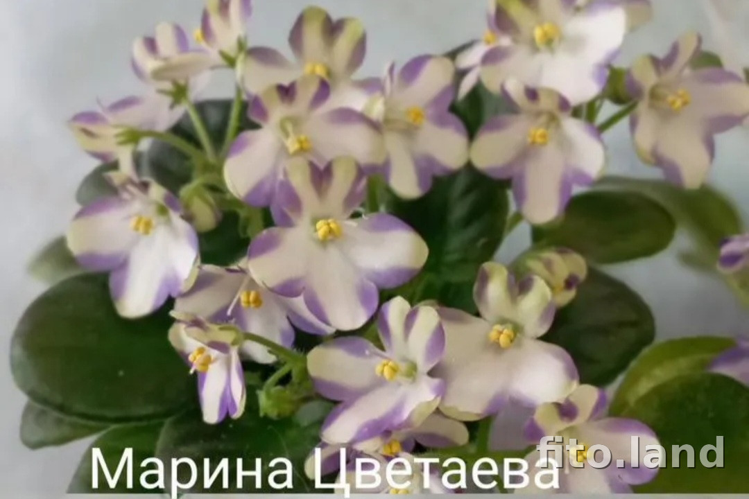 Фиалка Марина Цветаева, фото
