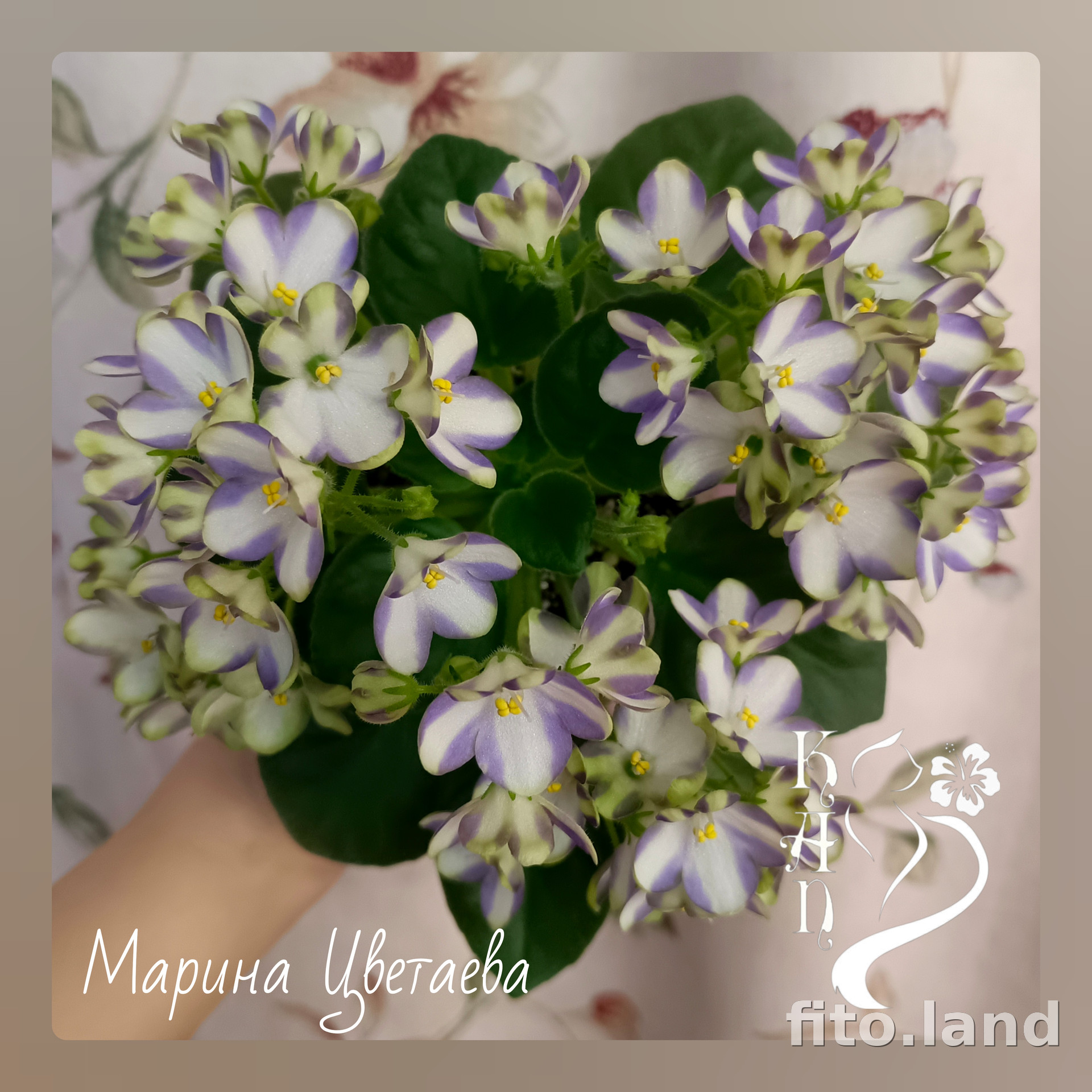 Фиалка Марина Цветаева, фото