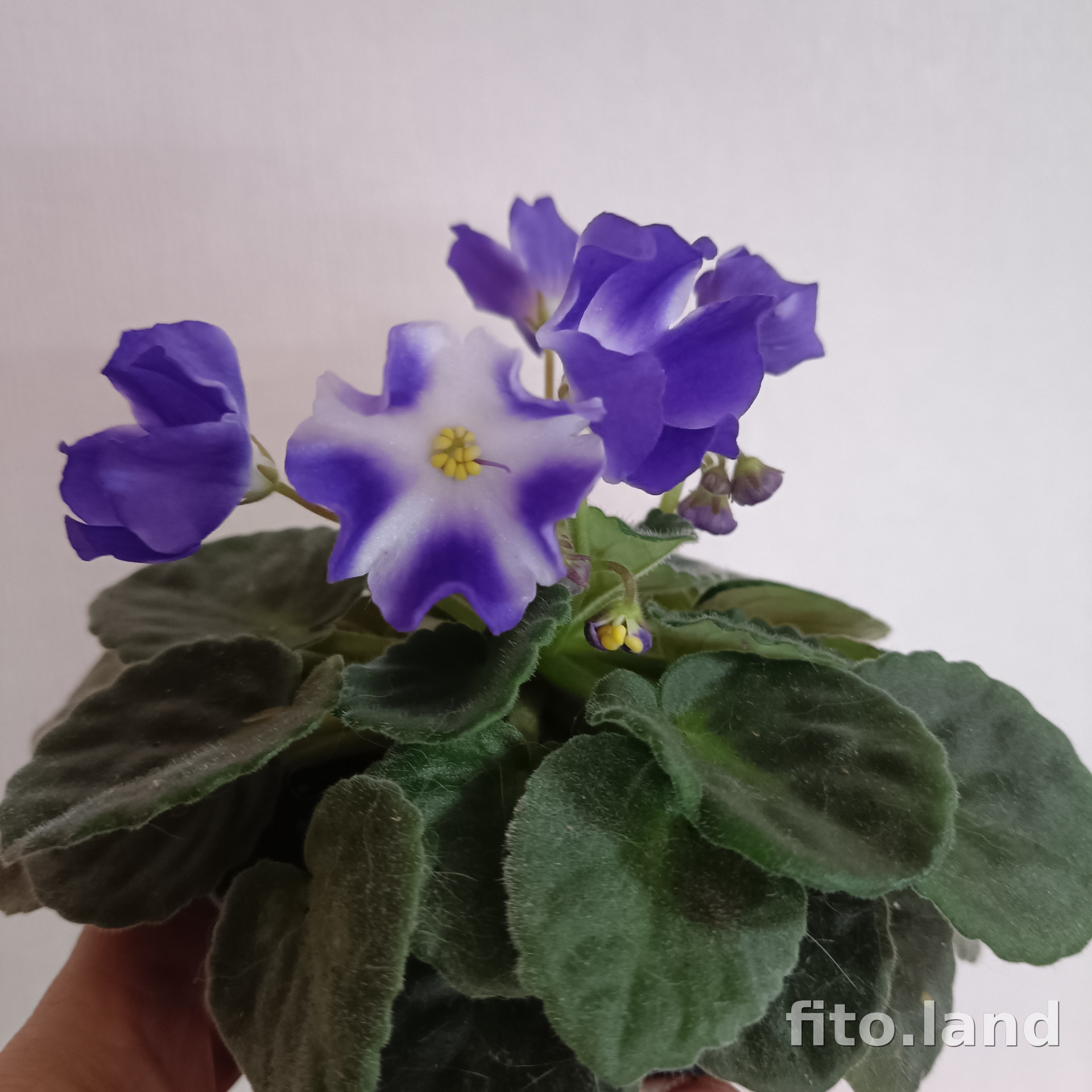 Фиалка Marina, фото