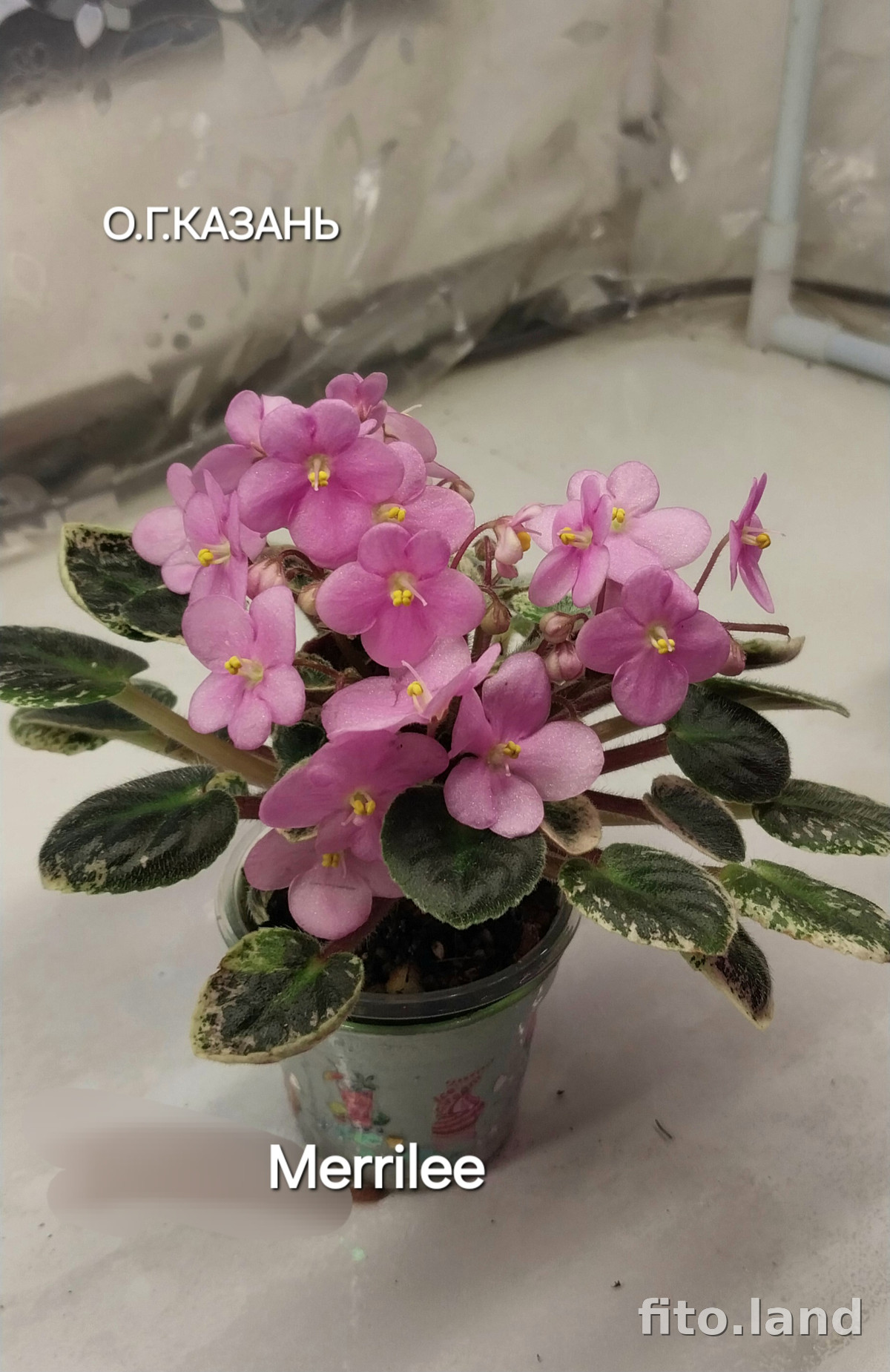 Фиалка Merrilee, фото