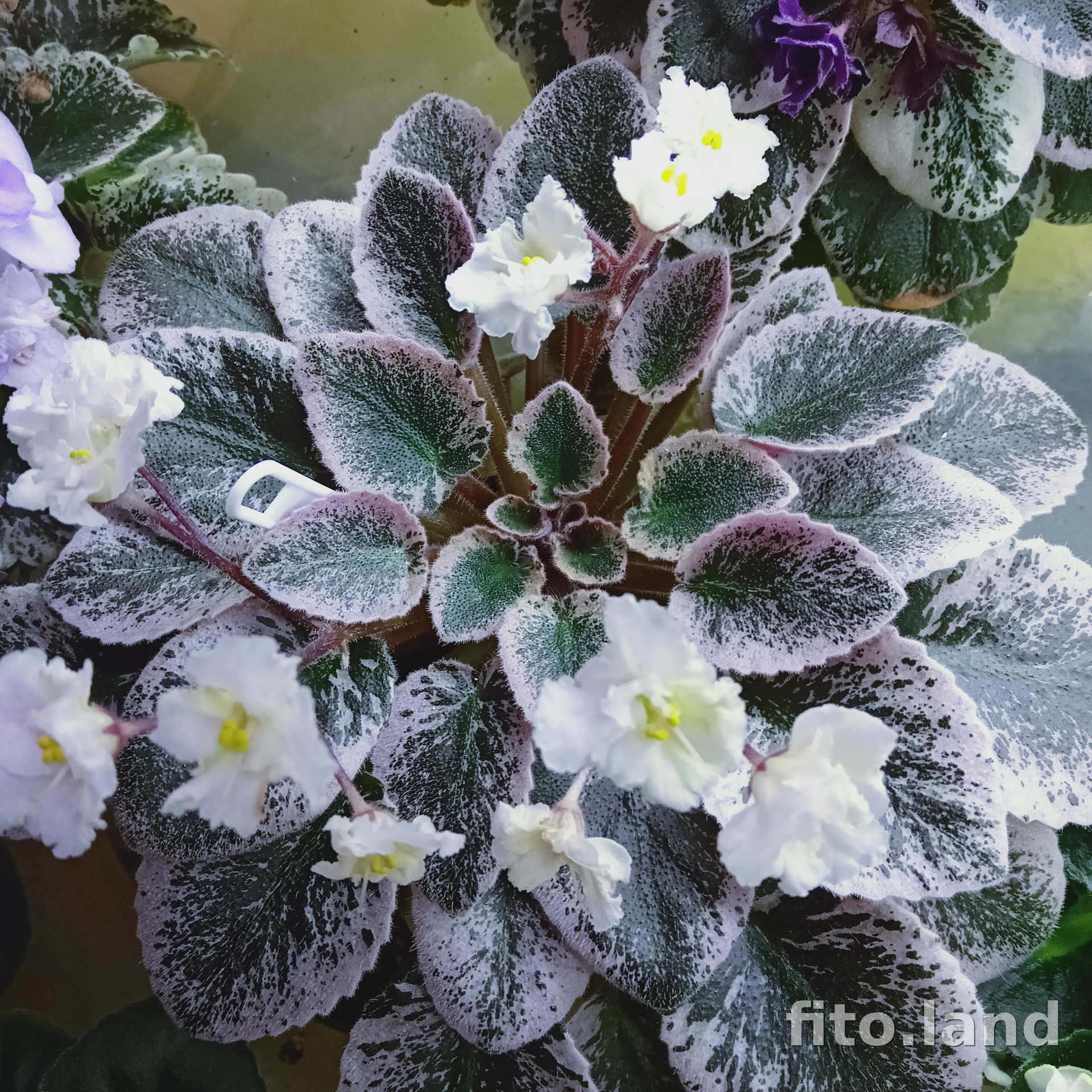 Фиалка Midas Moon Beam, фото