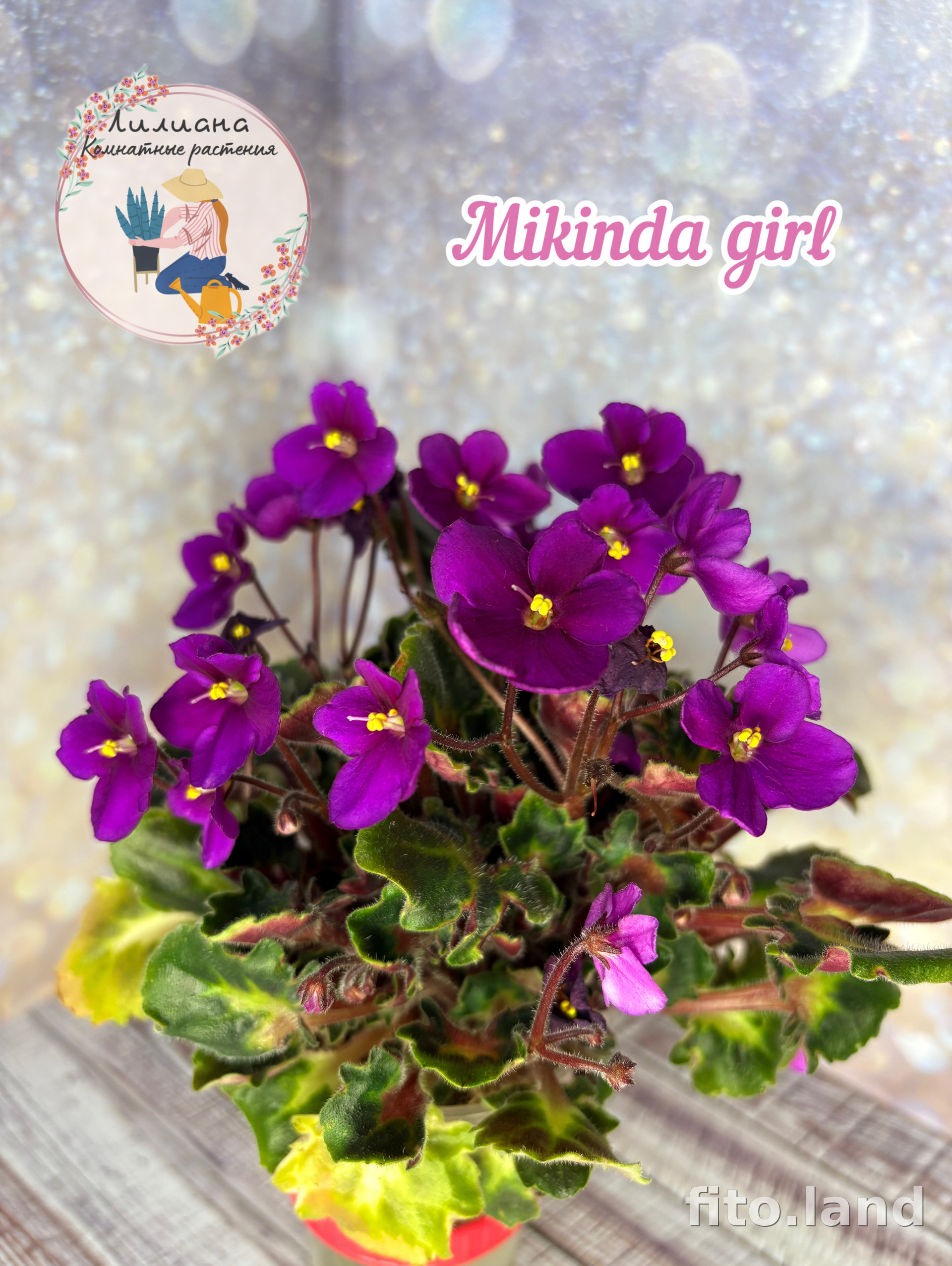 Фиалка Mikinda Girl, фото