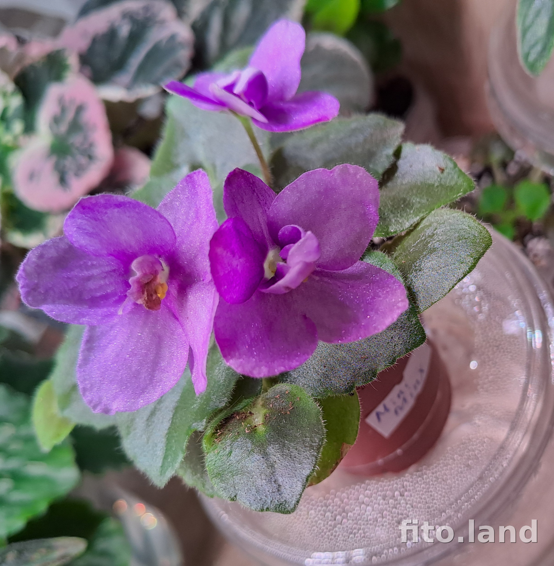 Фиалка Mini Minx, фото