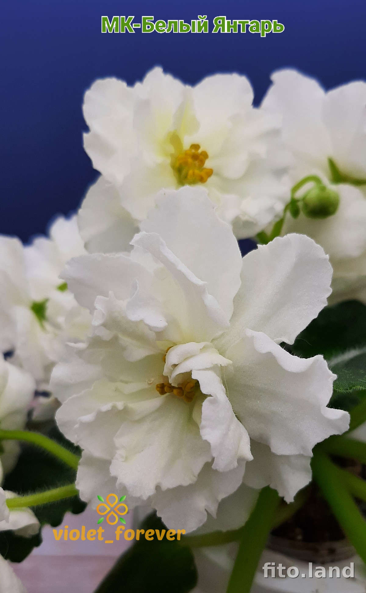 Фиалка МК-Белый Янтарь, фото