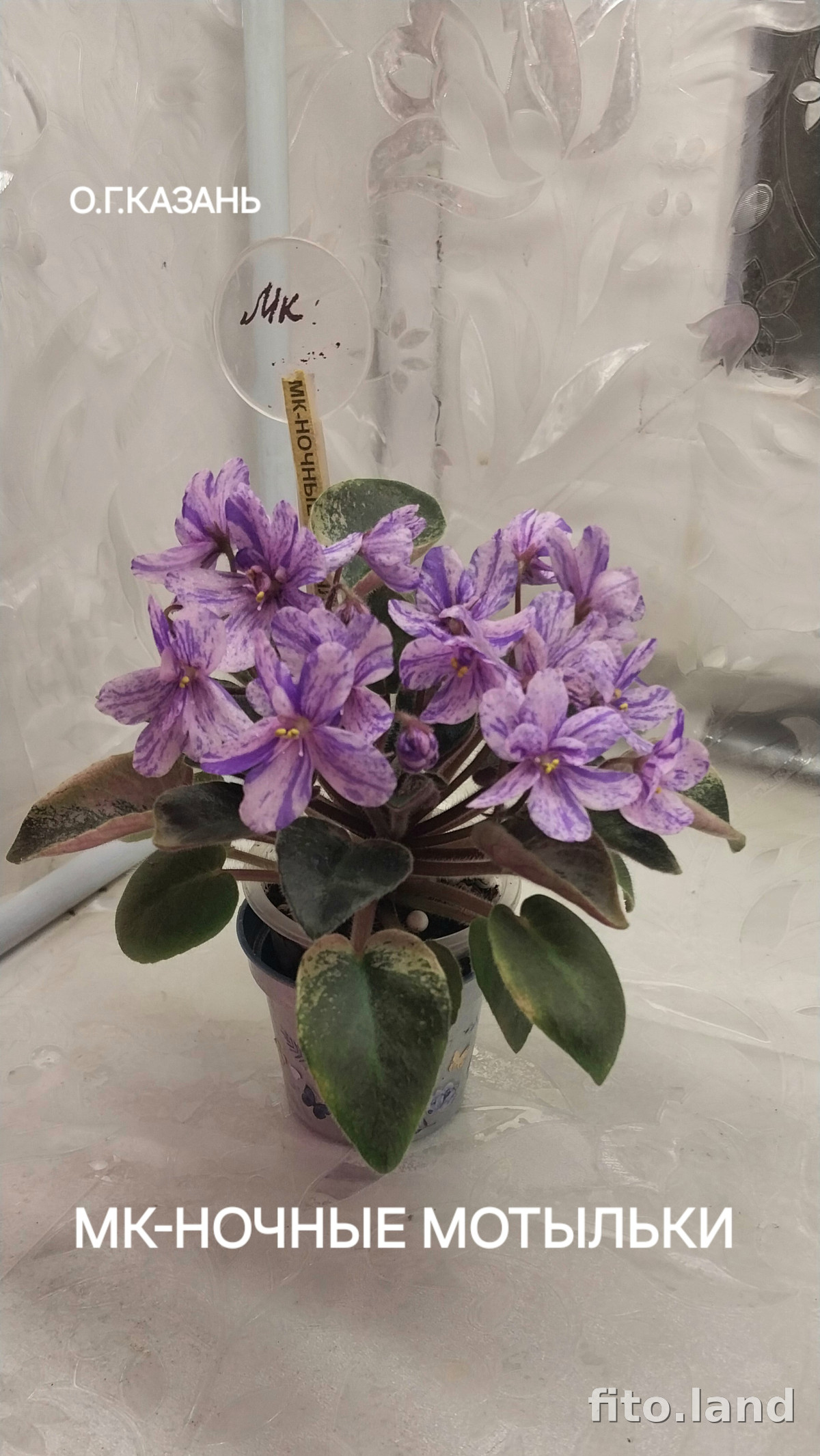 Фиалка МК-Ночные Мотыльки, фото