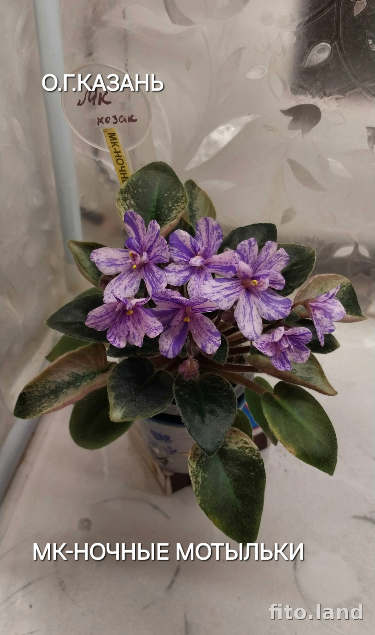 Фиалка МК-Ночные Мотыльки, фото