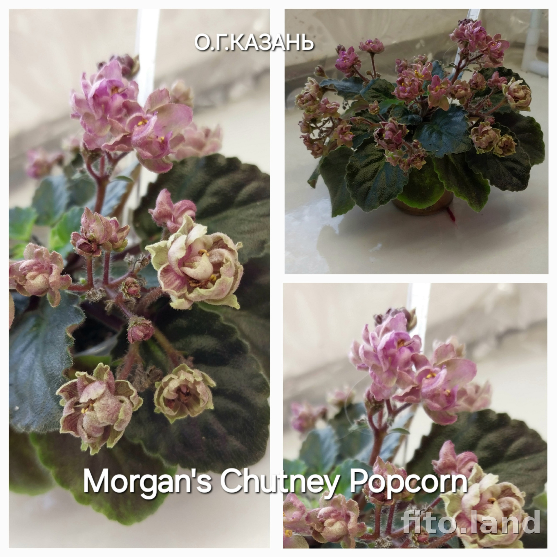 Фиалка Morgan's Chutney Popcorn, фото