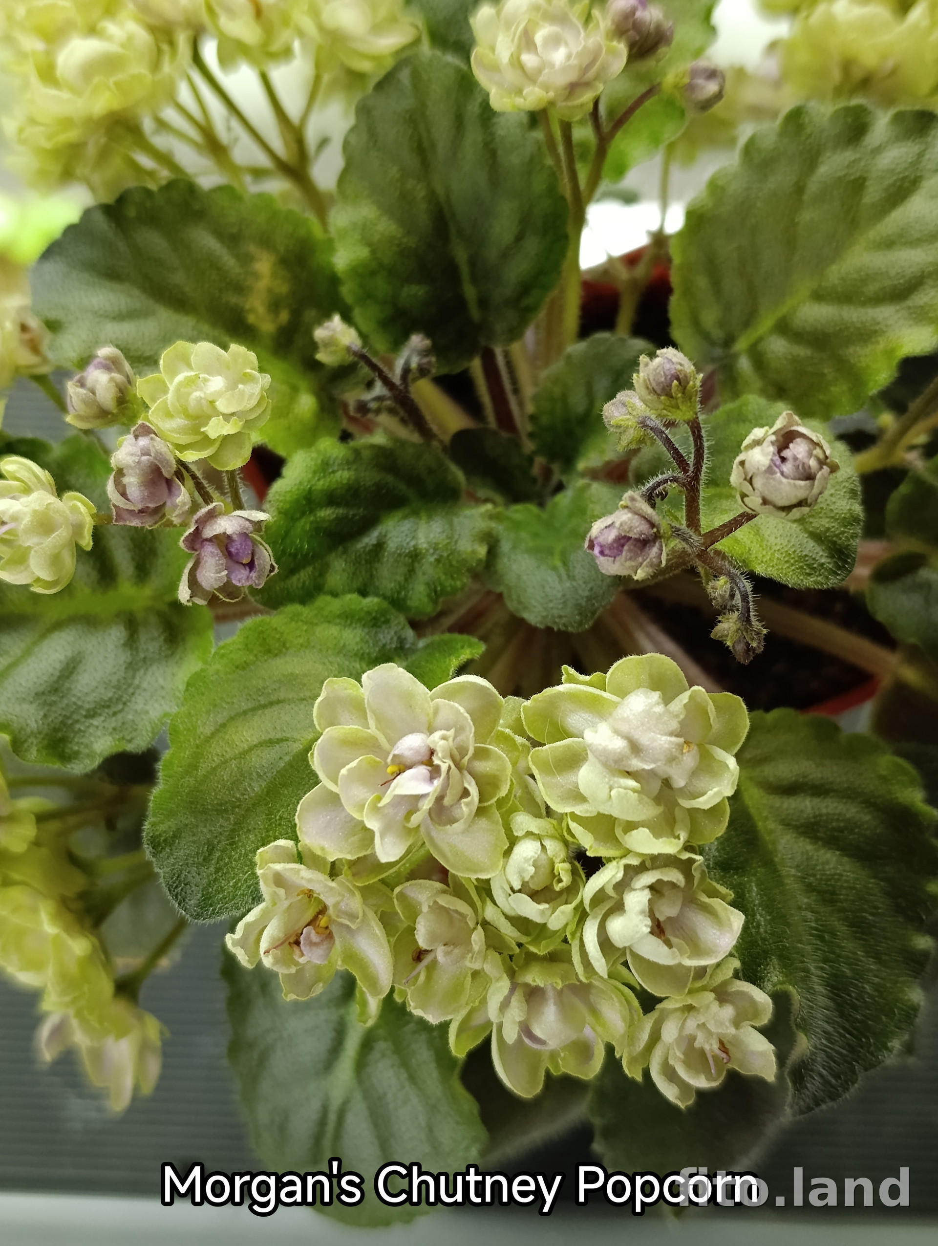 Фиалка Morgan's Chutney Popcorn, фото