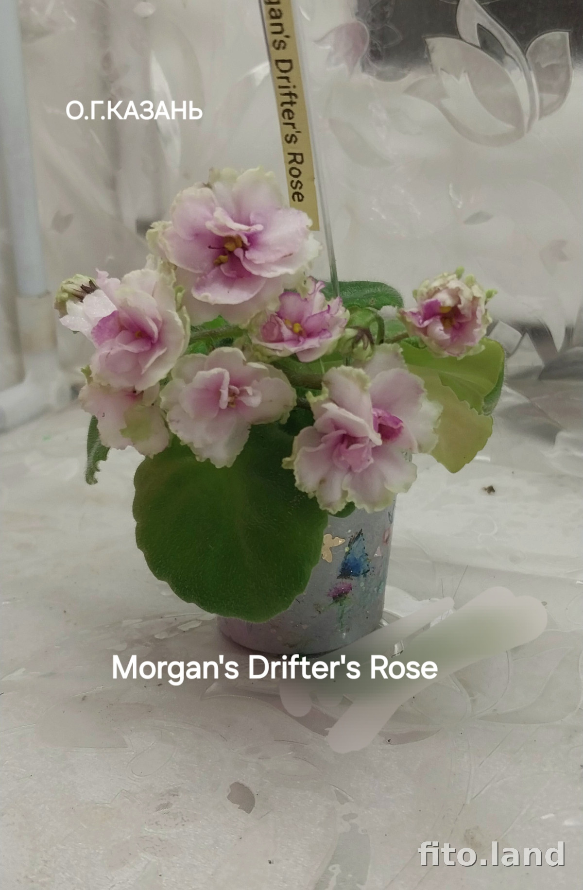 Фиалка Morgan's Drifter's Rose, фото