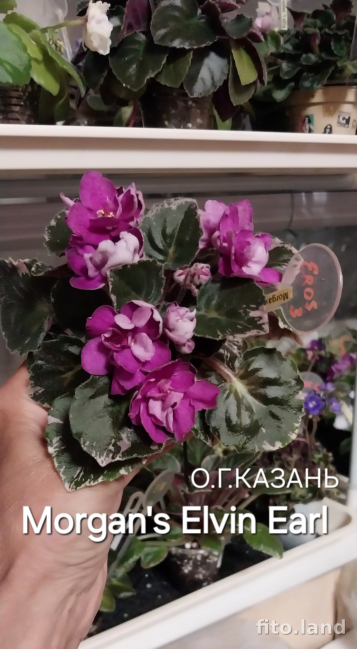 Фиалка Morgan's Elvin Earl, фото