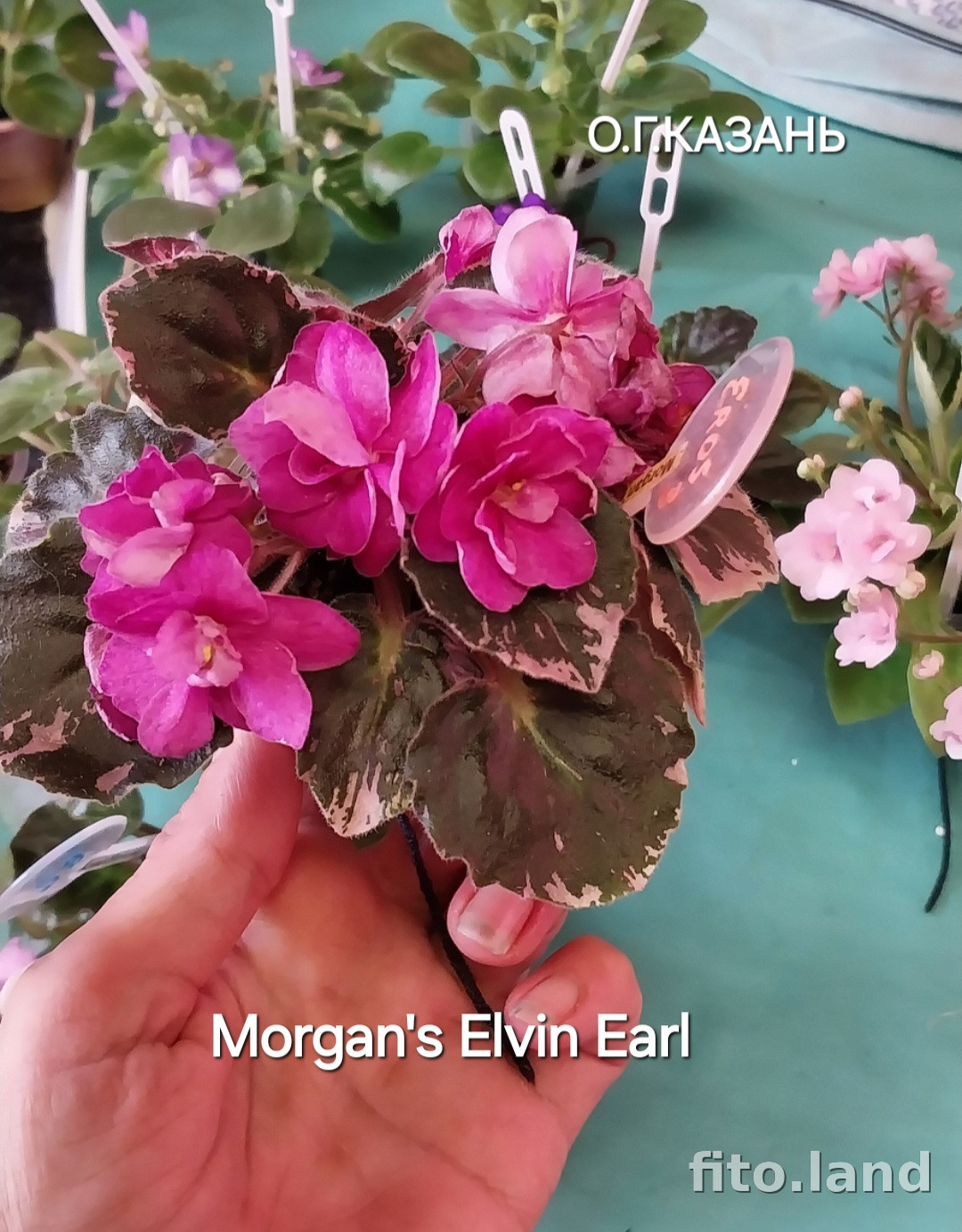 Фиалка Morgan's Elvin Earl, фото