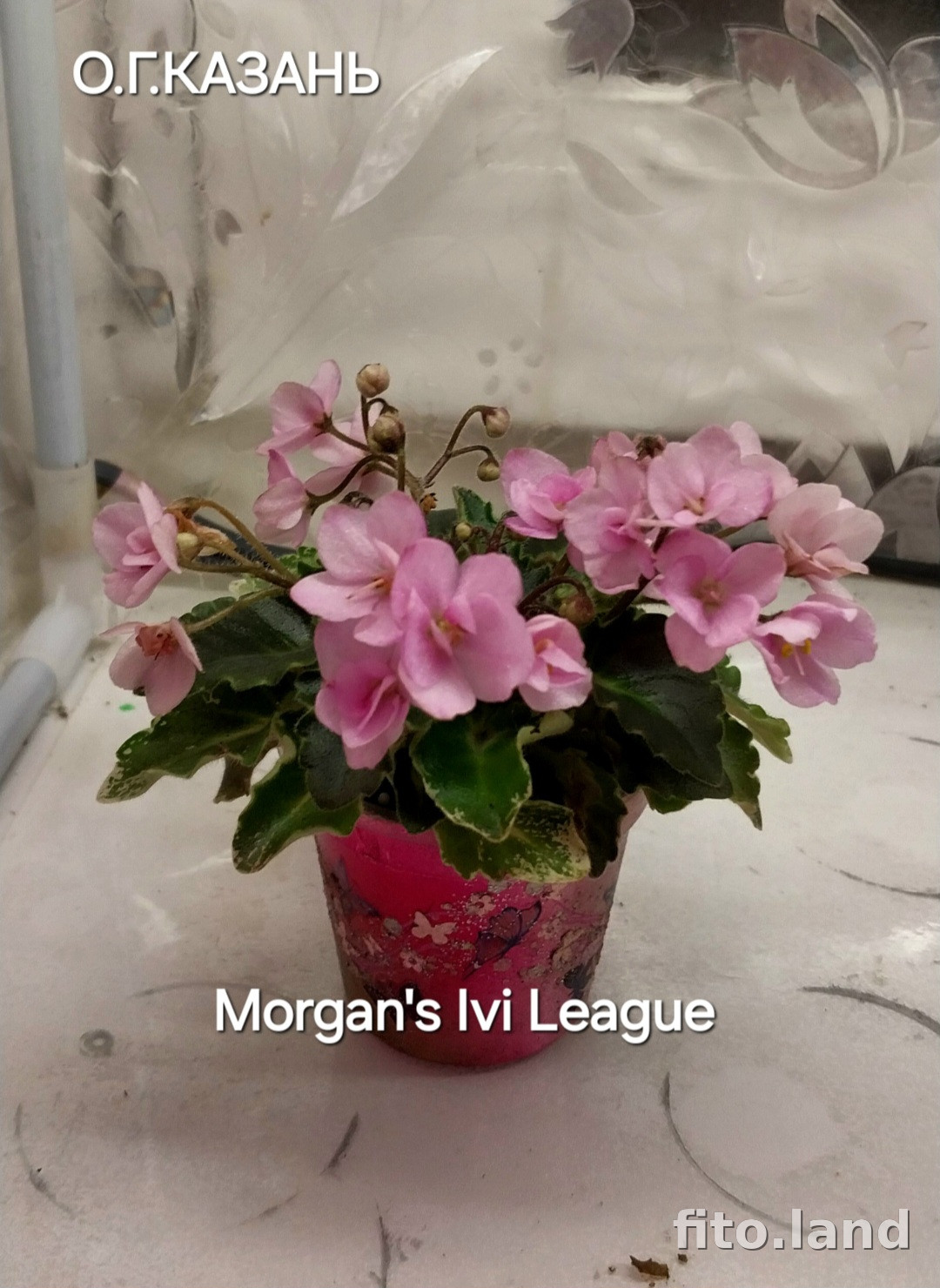 Фиалка Morgan's Ivi League, фото