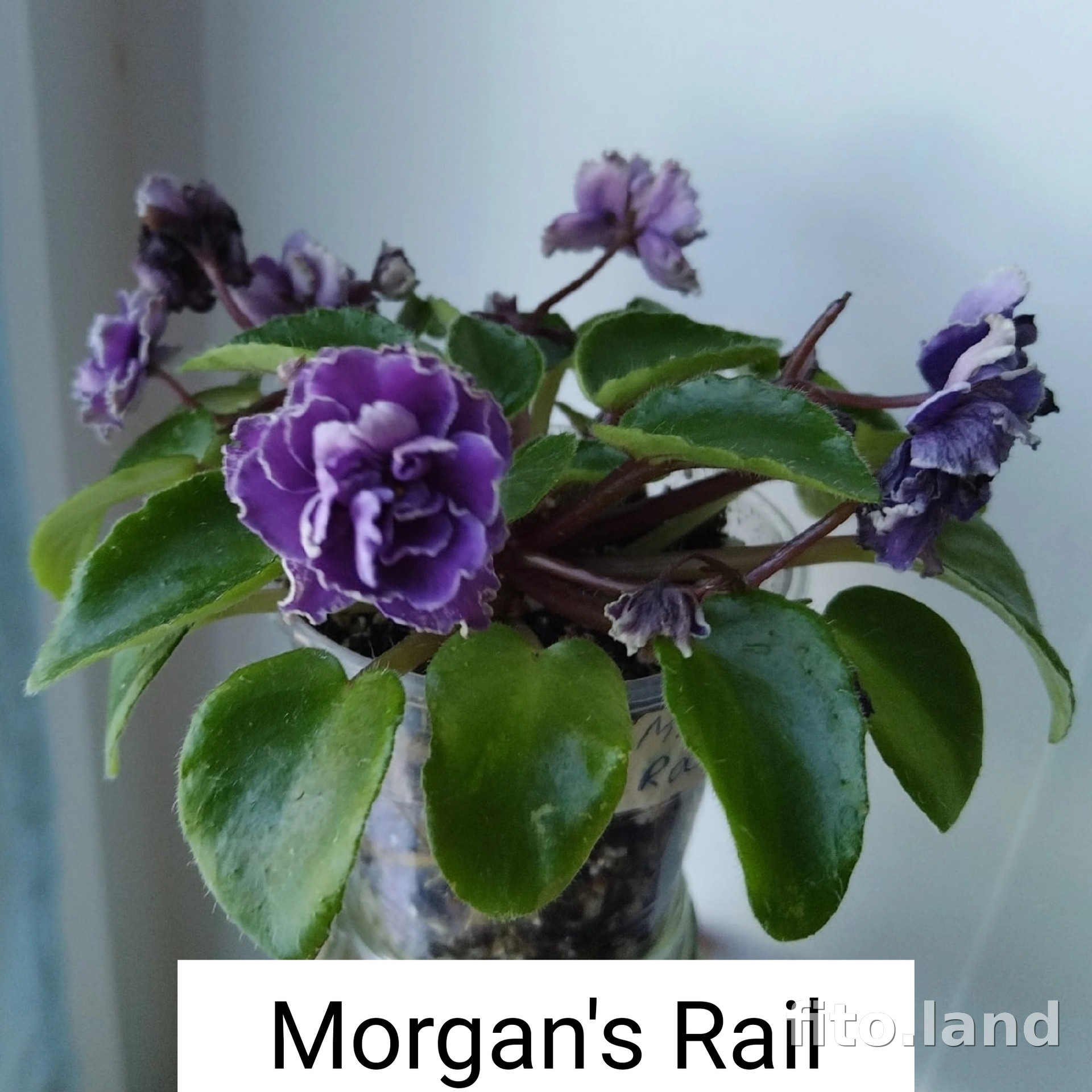 Фиалка Morgan's Raji, фото