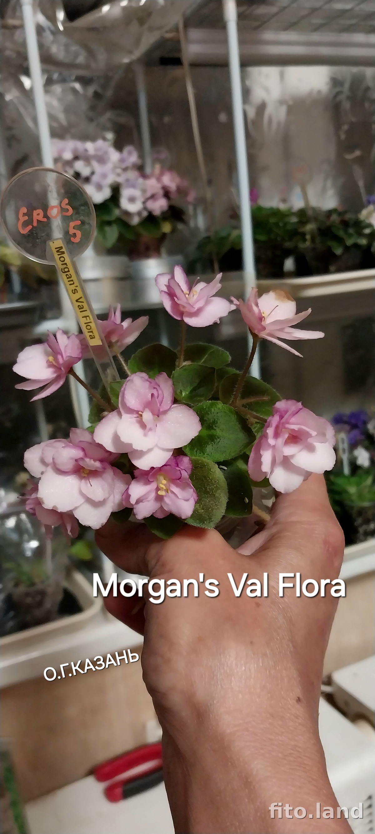 Фиалка Morgan's Val Flora, фото