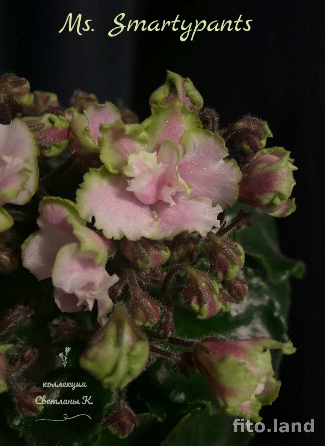 Фиалка Ms. Smartypants, фото