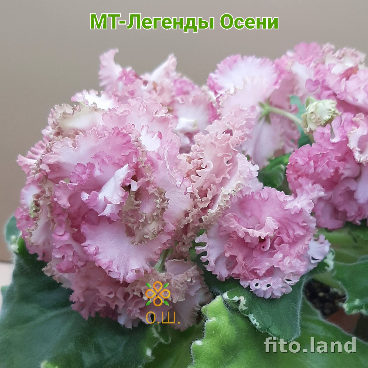Фиалка МТ-Легенды Осени, фото