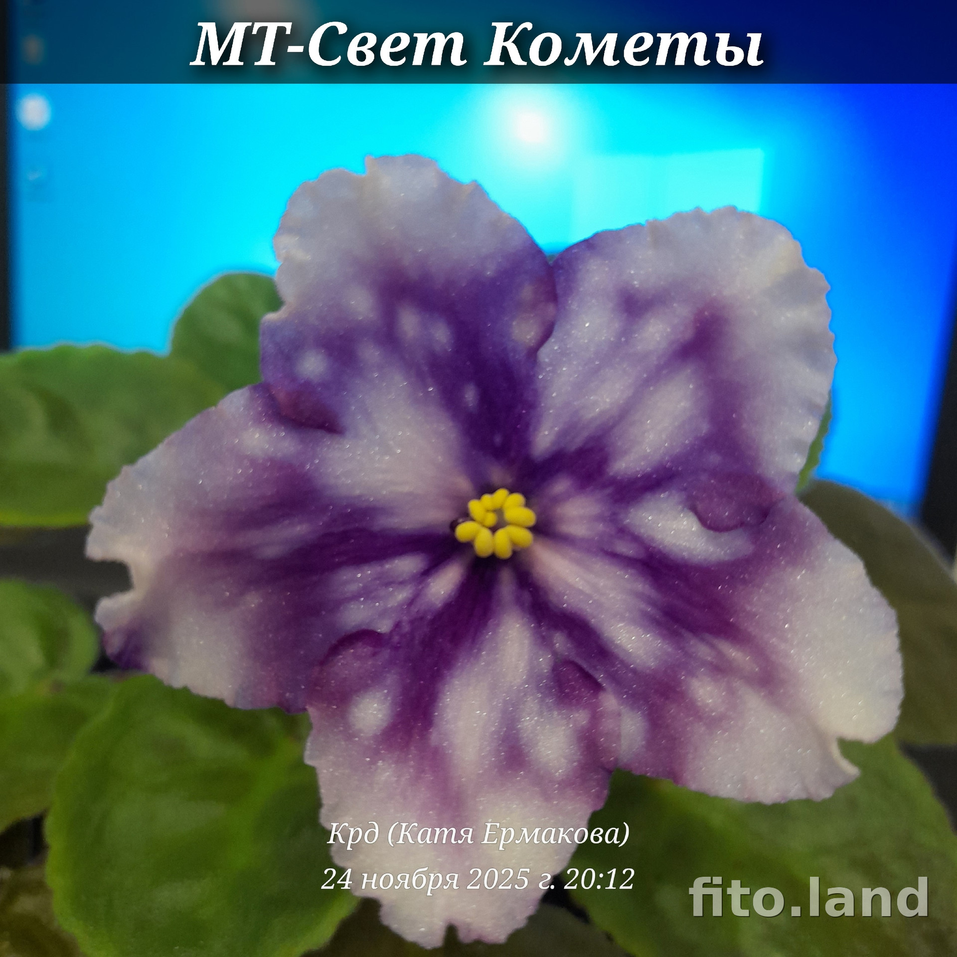Фиалка МТ-Свет Кометы, фото