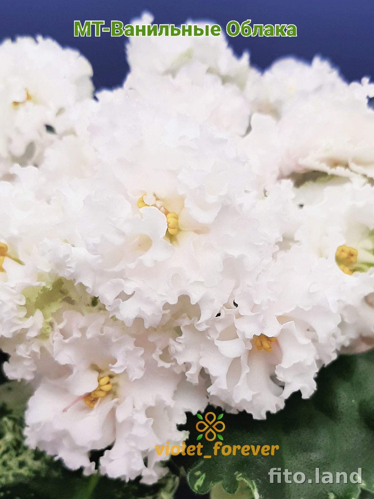 Фиалка МТ-Ванильные Облака, фото