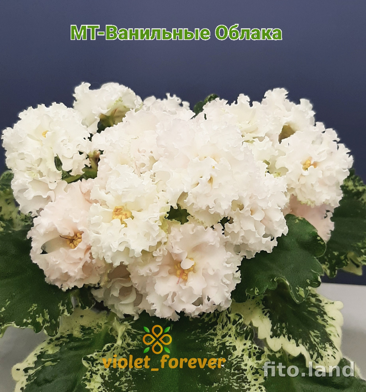 Фиалка МТ-Ванильные Облака, фото
