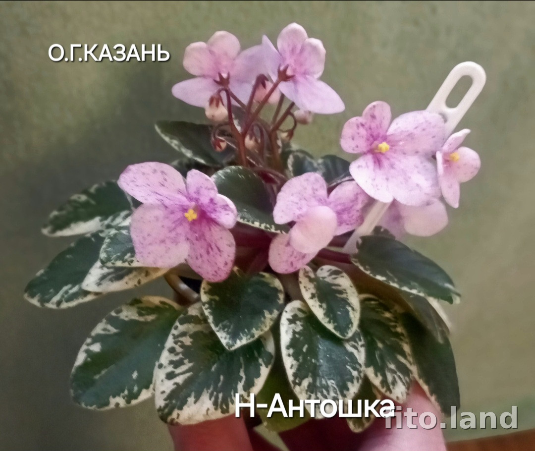 Фиалка Н-Антошка, фото