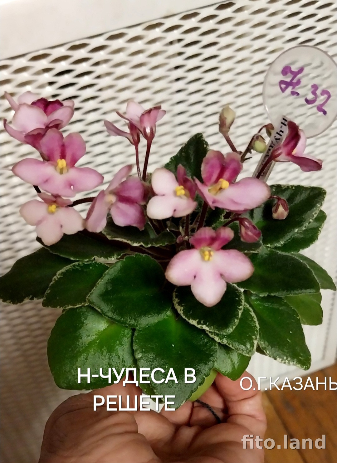 Фиалка Н-Чудеса в Решете, фото