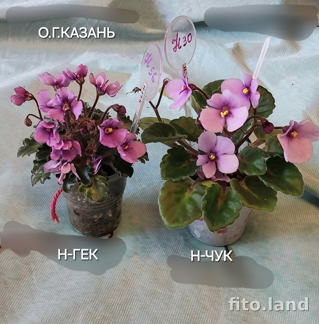 Фиалка Н-Чук, фото